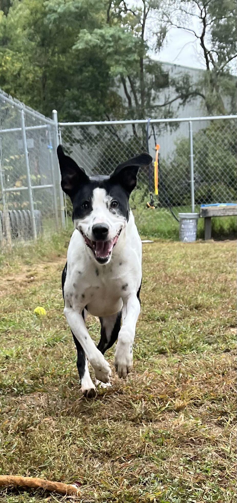 Max, a Adoptable mixed breed in Mishawaka, IN image 2/5