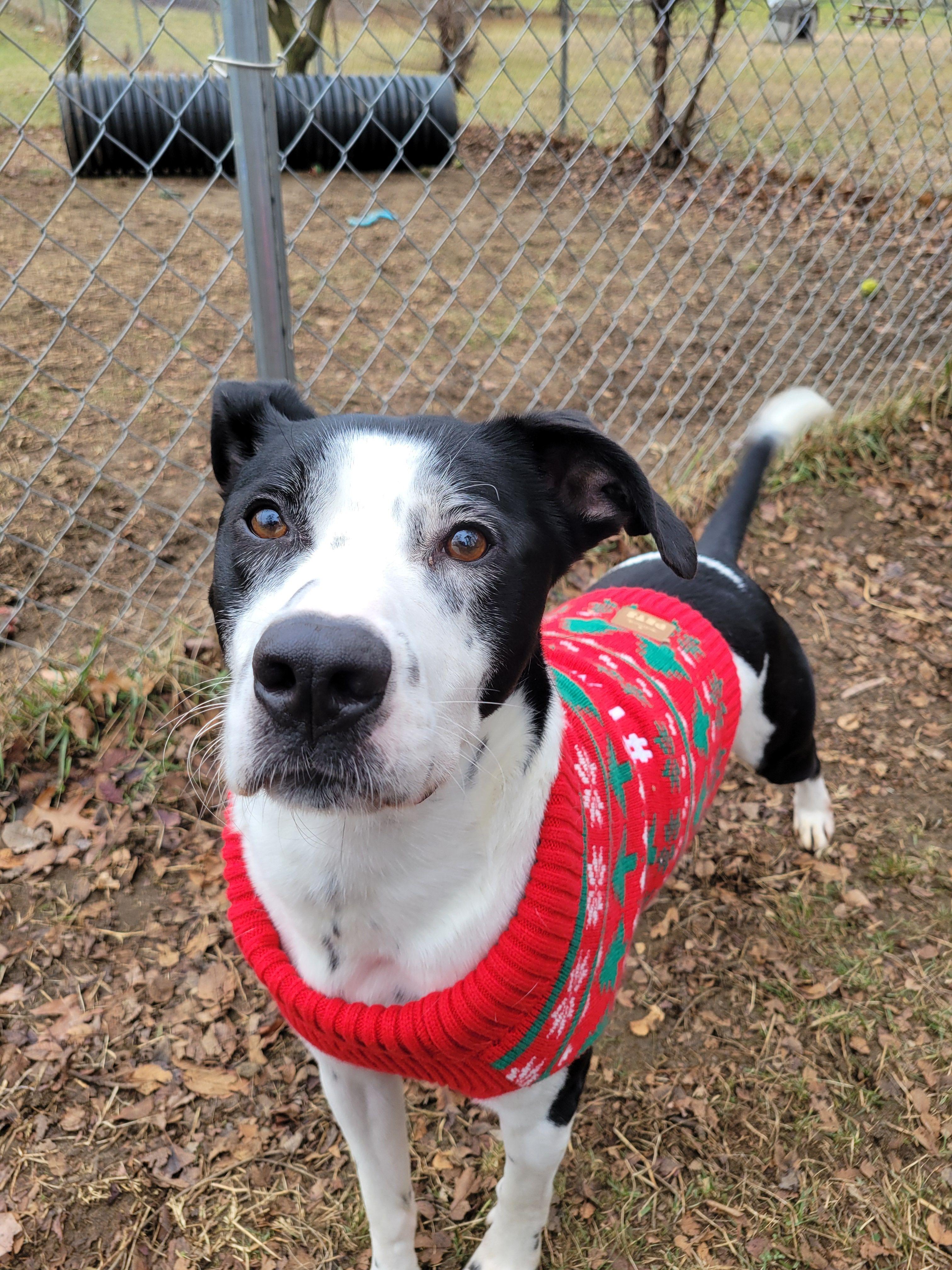 Enlarge Max, a Adoptable mixed breed in Mishawaka, IN image 5/6