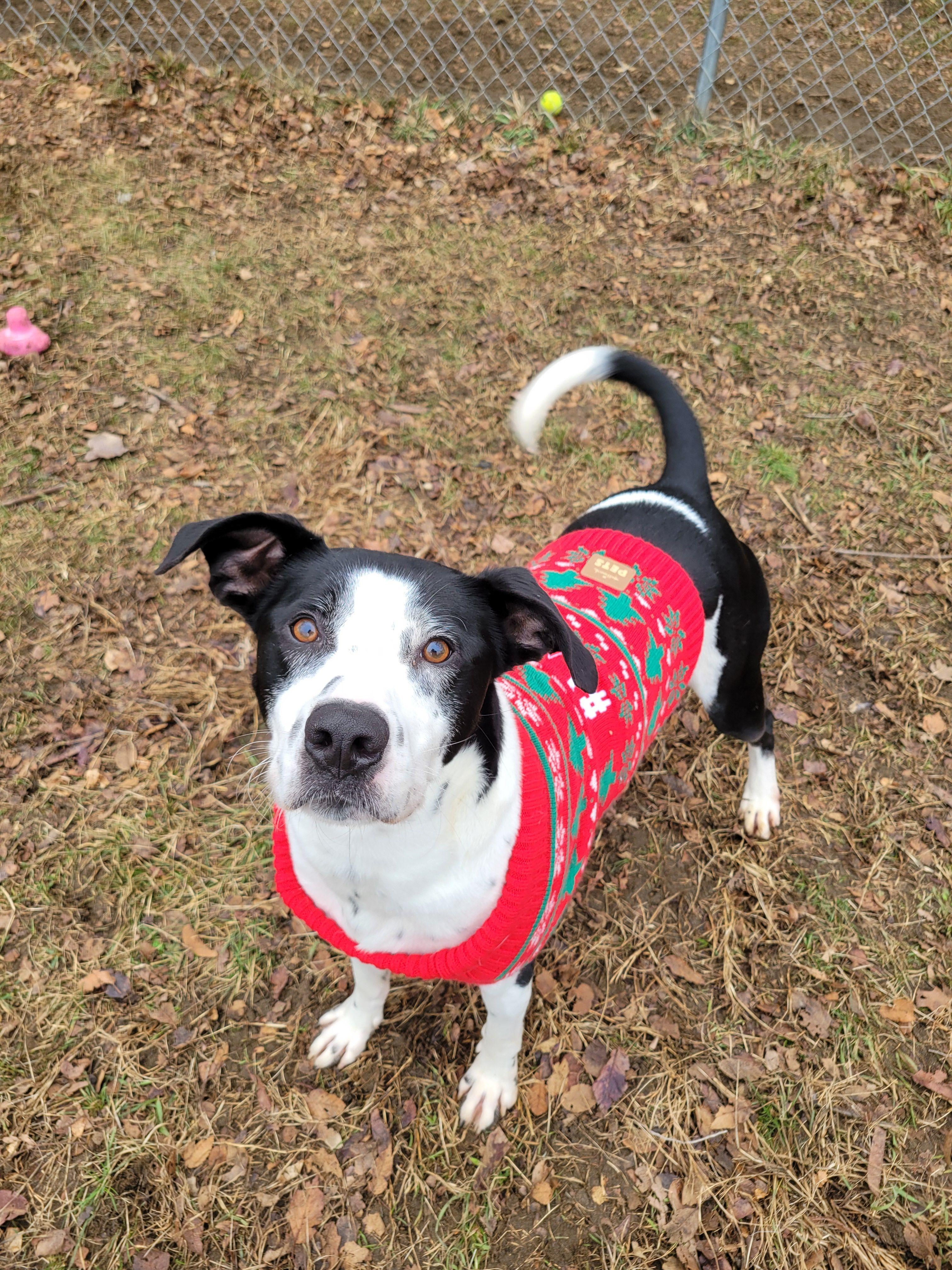 Enlarge Max, a Adoptable mixed breed in Mishawaka, IN image 3/6