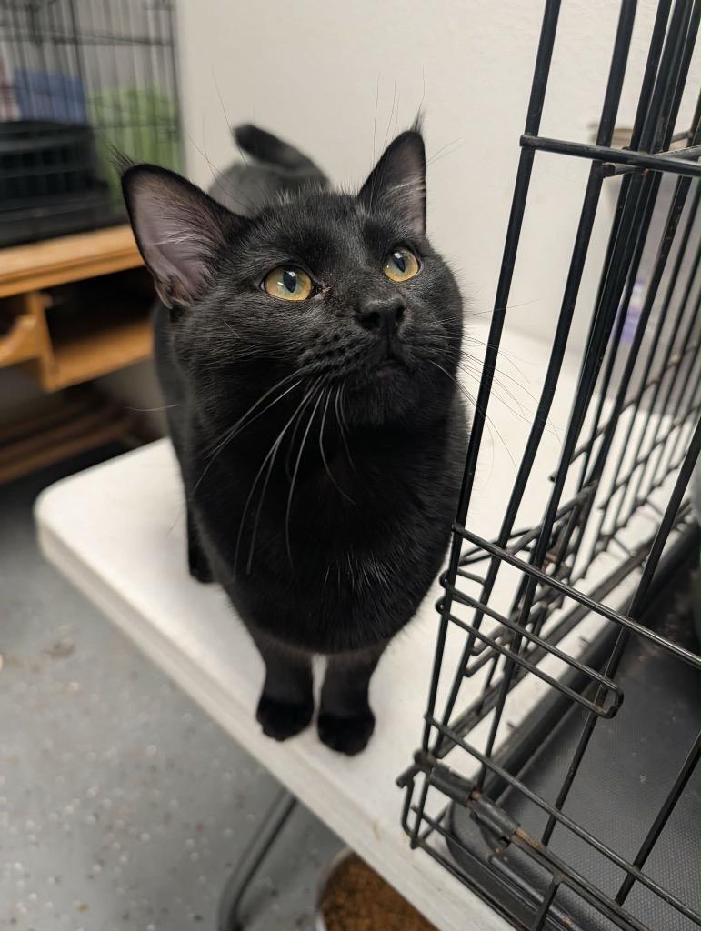 Stormy, Adopted, Young Male Domestic Short Hair.