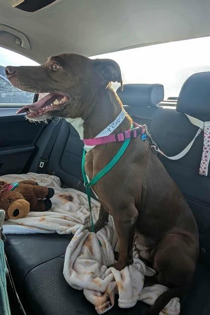 Raspberry Jam, Adoptable, Adult Female Pit Bull Terrier.