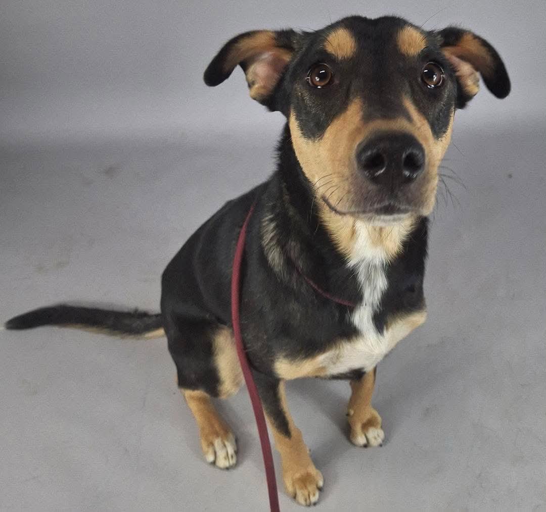 Eden, a Adoptable mixed breed in Petaluma, CA image 3/6