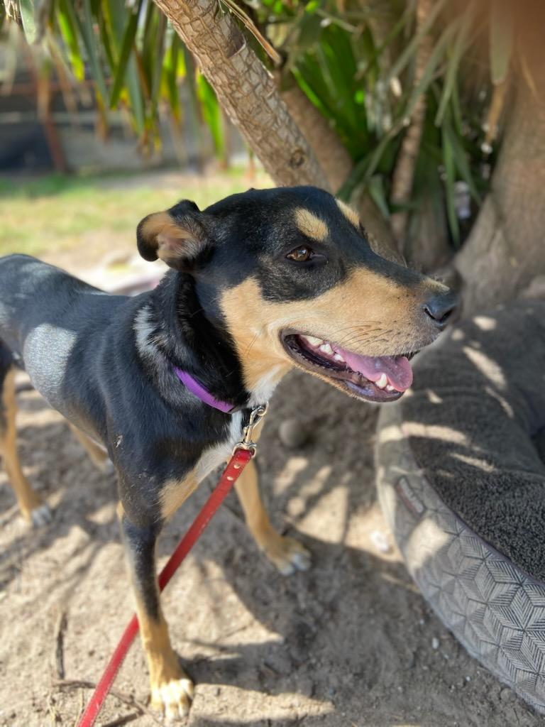 Eden, a Adoptable mixed breed in Petaluma, CA image 6/6