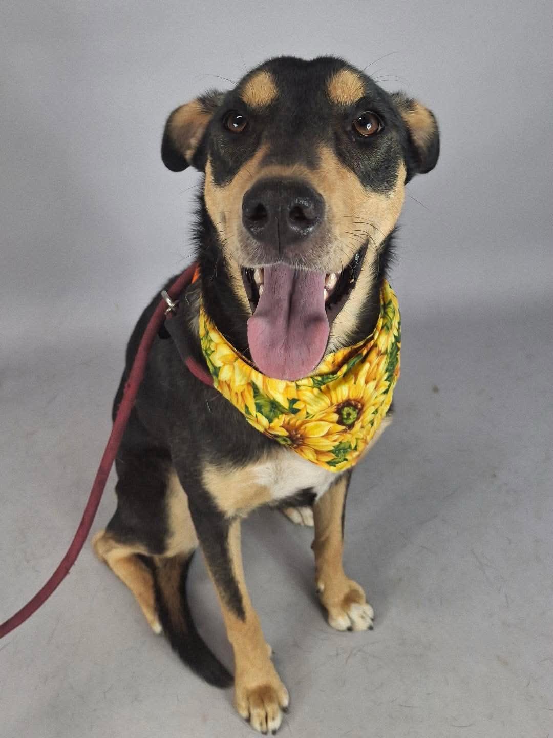 Eden, Adoptable, Young Female German Shepherd Dog.