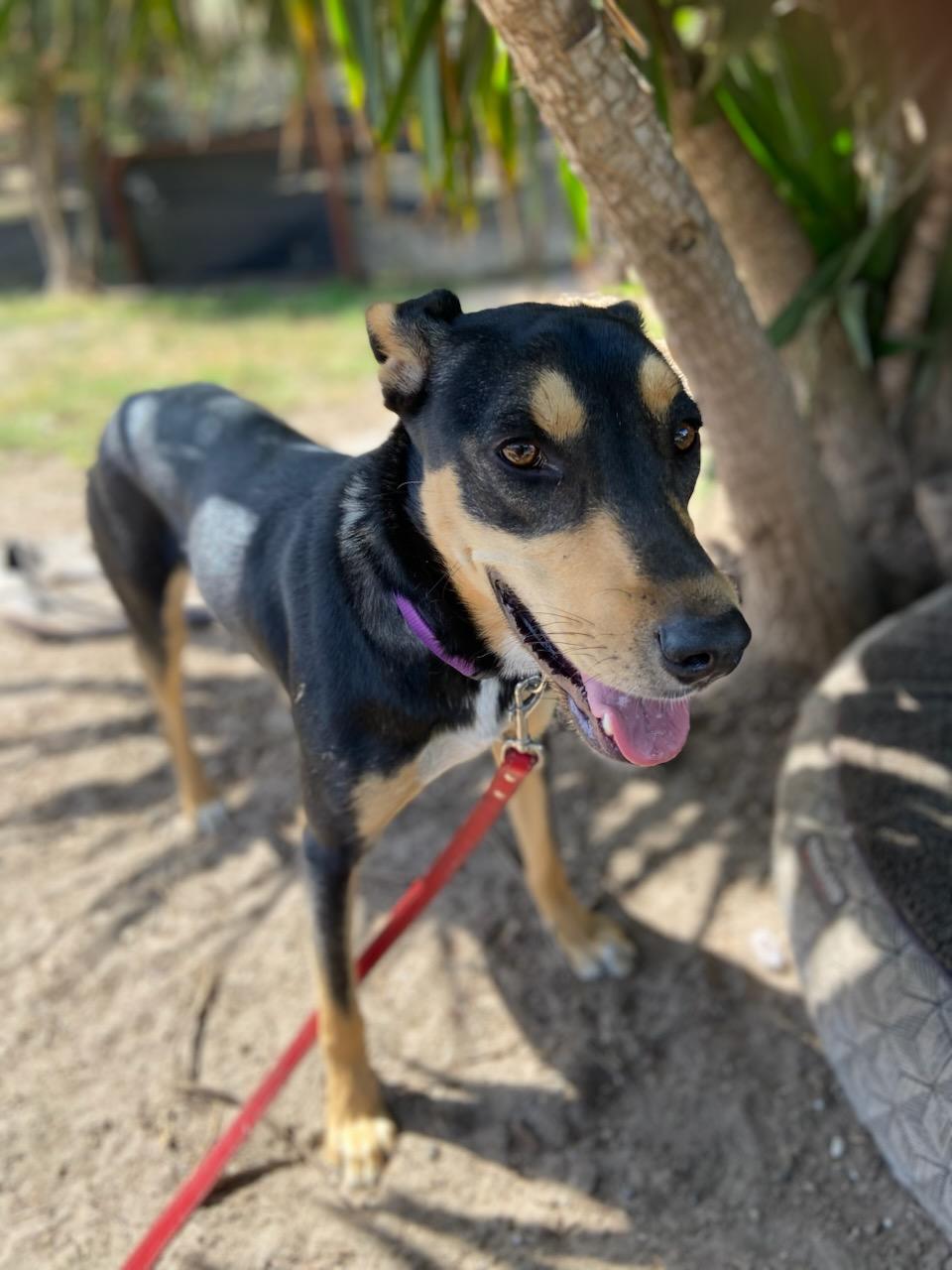 Eden, a Adoptable mixed breed in Petaluma, CA image 4/6