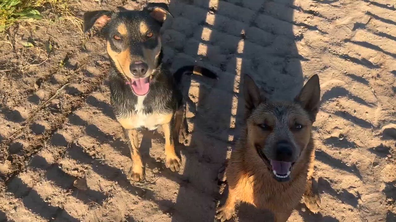 Enlarge Eden, a Adoptable mixed breed in Petaluma, CA video 5/6