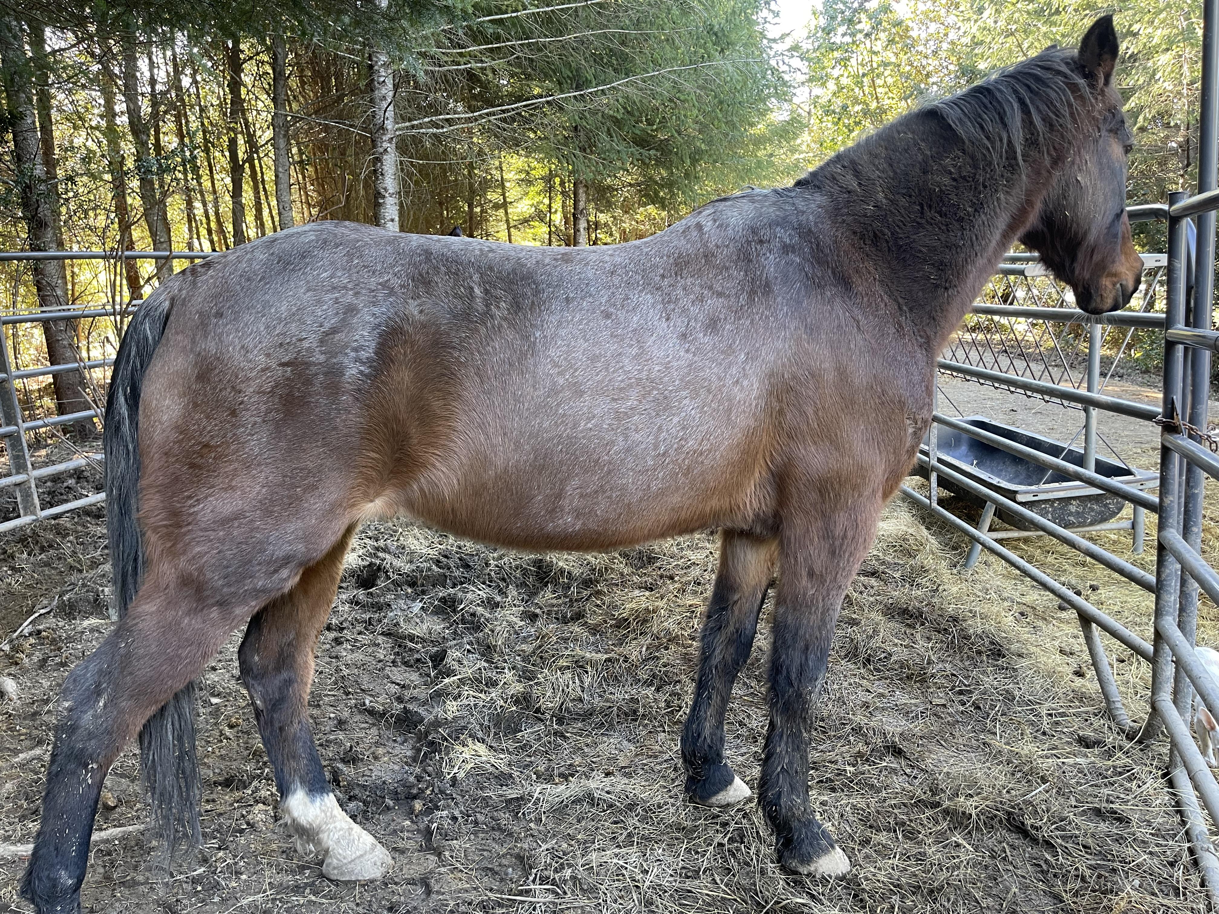 Stryder, Adult Male unknown