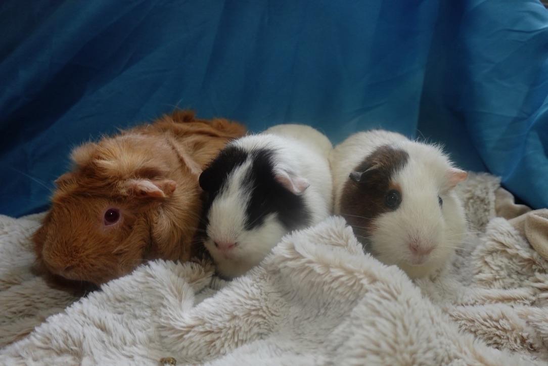 Ginger, Honey, and Muffin, Adoptable, Adult Female Guinea Pig.