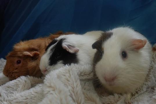 Enlarge Ginger, Honey, and Muffin, a Adoptable Guinea Pig in Navarre, FL image 2/2