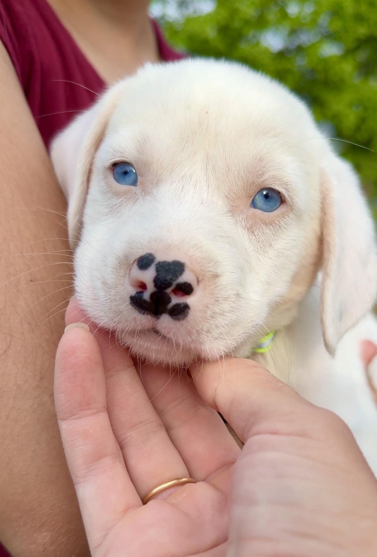 Enlarge Domino - BLUE Eyes, Boy Puppy *LOW FEE*, an adopted mixed breed in Brooklyn , NY image 5/6