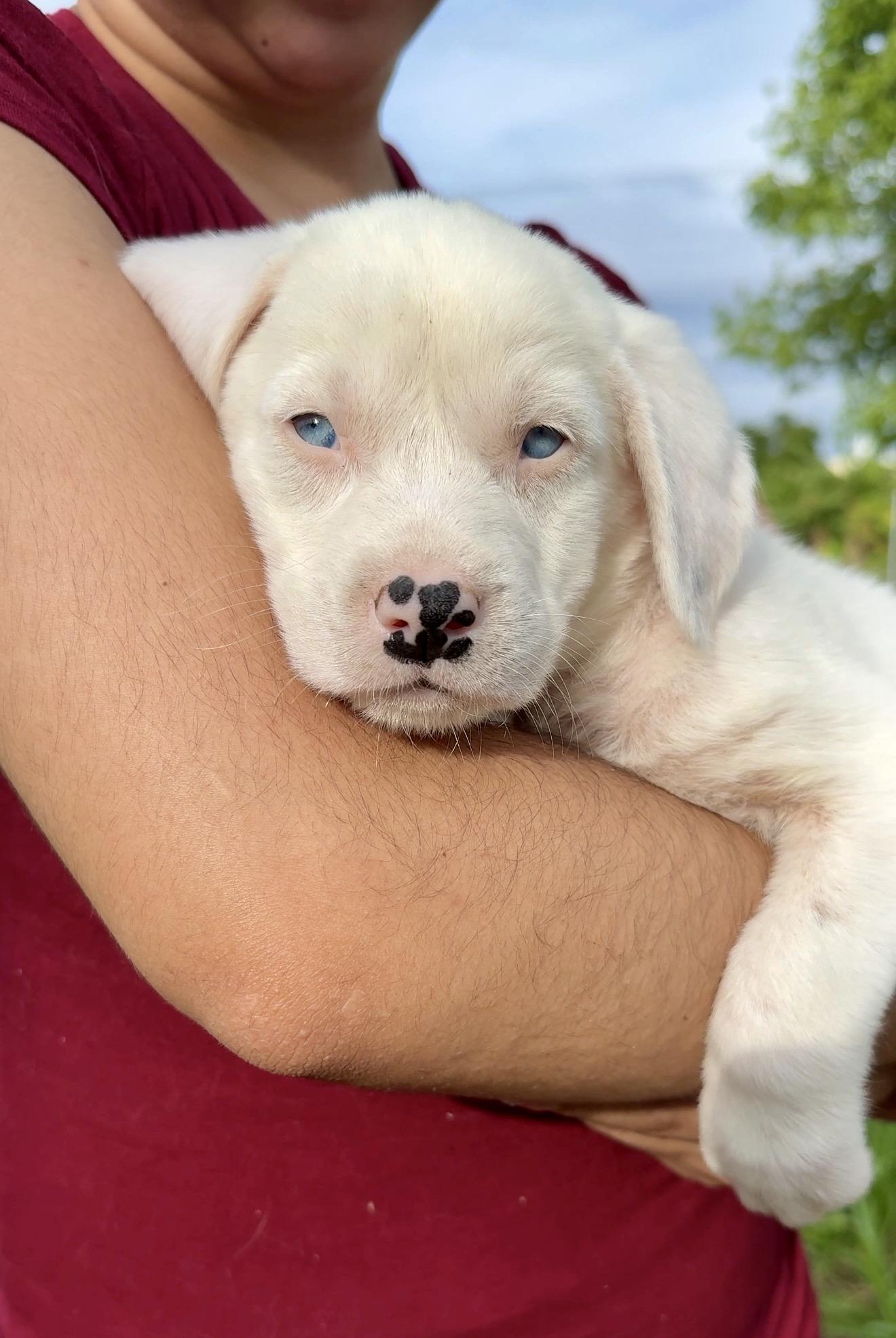 Enlarge Domino - BLUE Eyes, Boy Puppy *LOW FEE*, an adopted mixed breed in Brooklyn , NY image 3/6