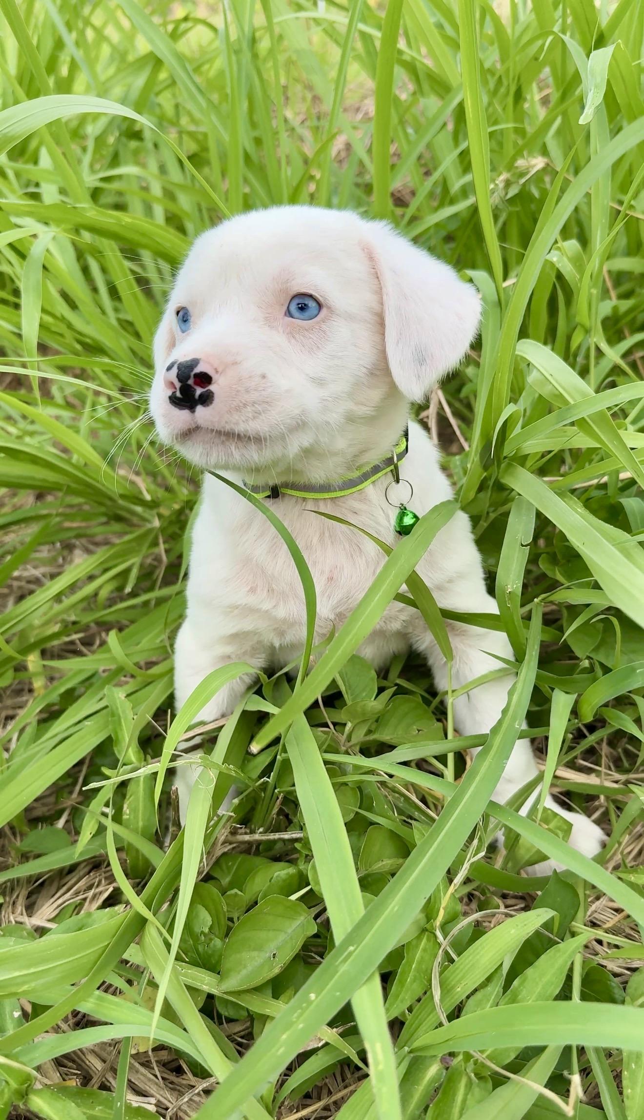 Enlarge Domino - BLUE Eyes, Boy Puppy *LOW FEE*, an adopted mixed breed in Brooklyn , NY image 6/6