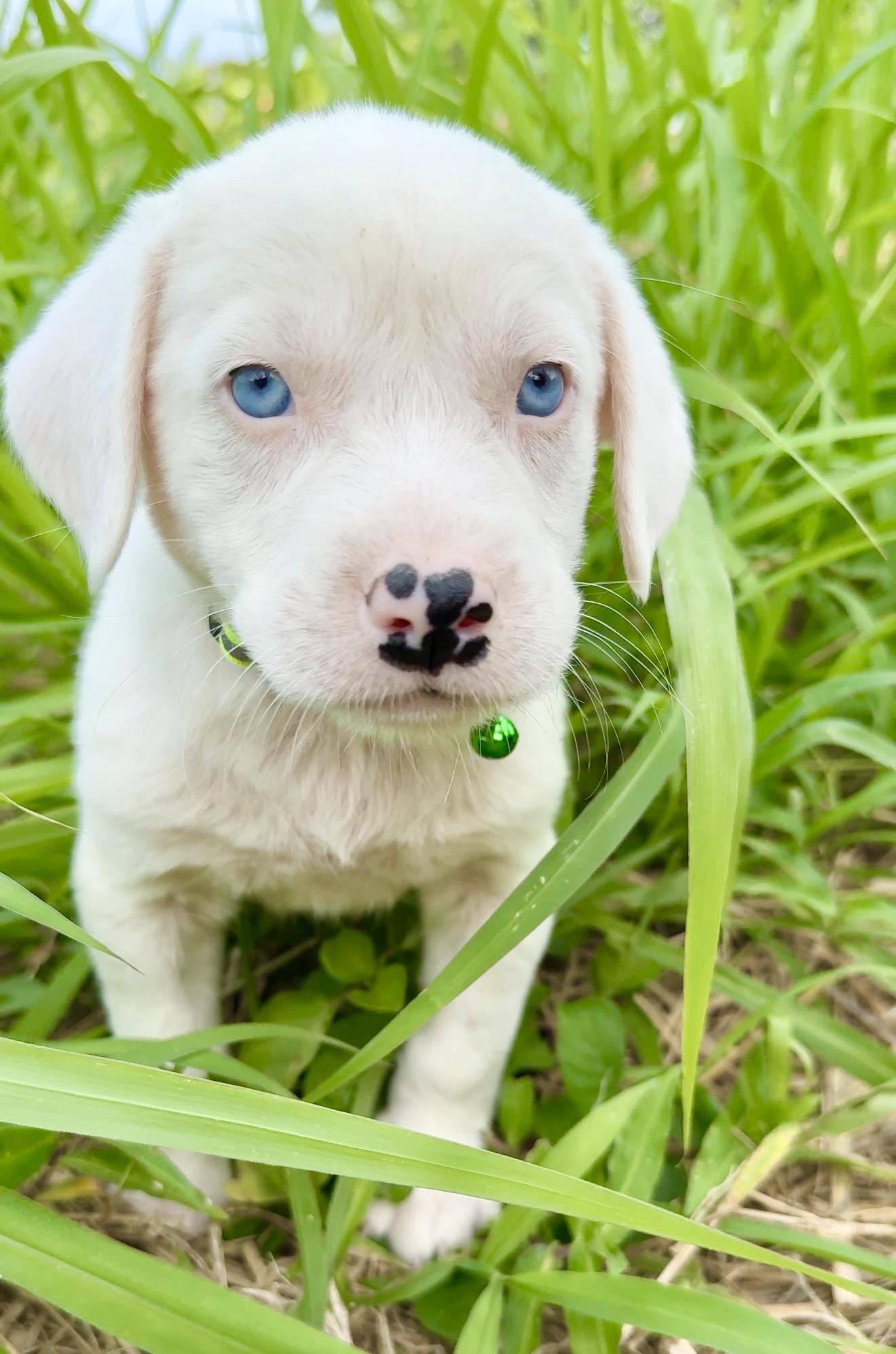 Enlarge Domino - BLUE Eyes, Boy Puppy *LOW FEE*, an adopted mixed breed in Brooklyn , NY image 4/6