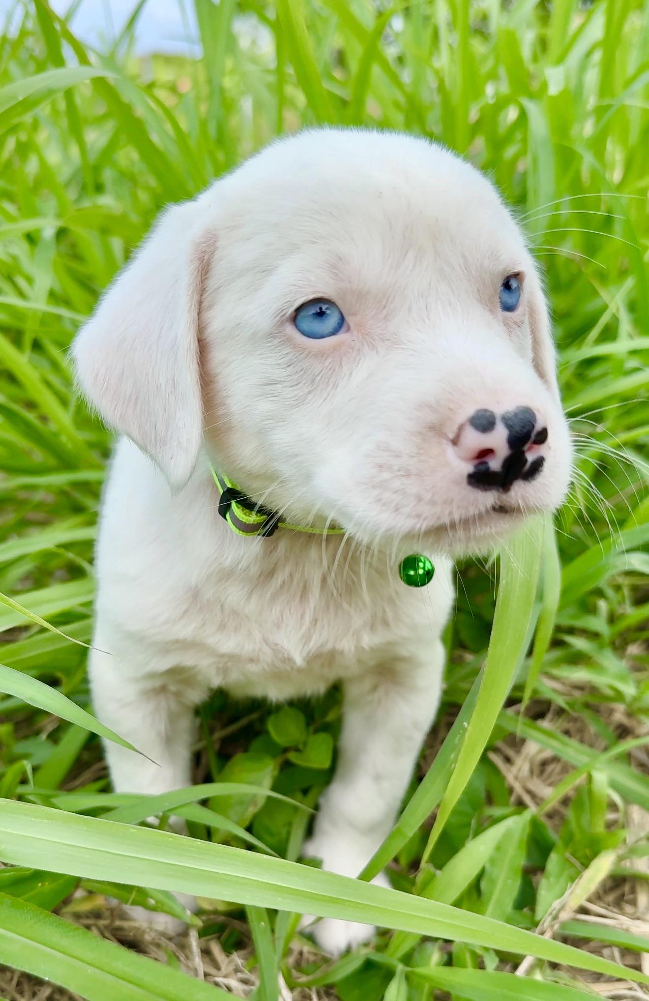 Enlarge Domino - BLUE Eyes, Boy Puppy *LOW FEE*, an adopted mixed breed in Brooklyn , NY image 1/6