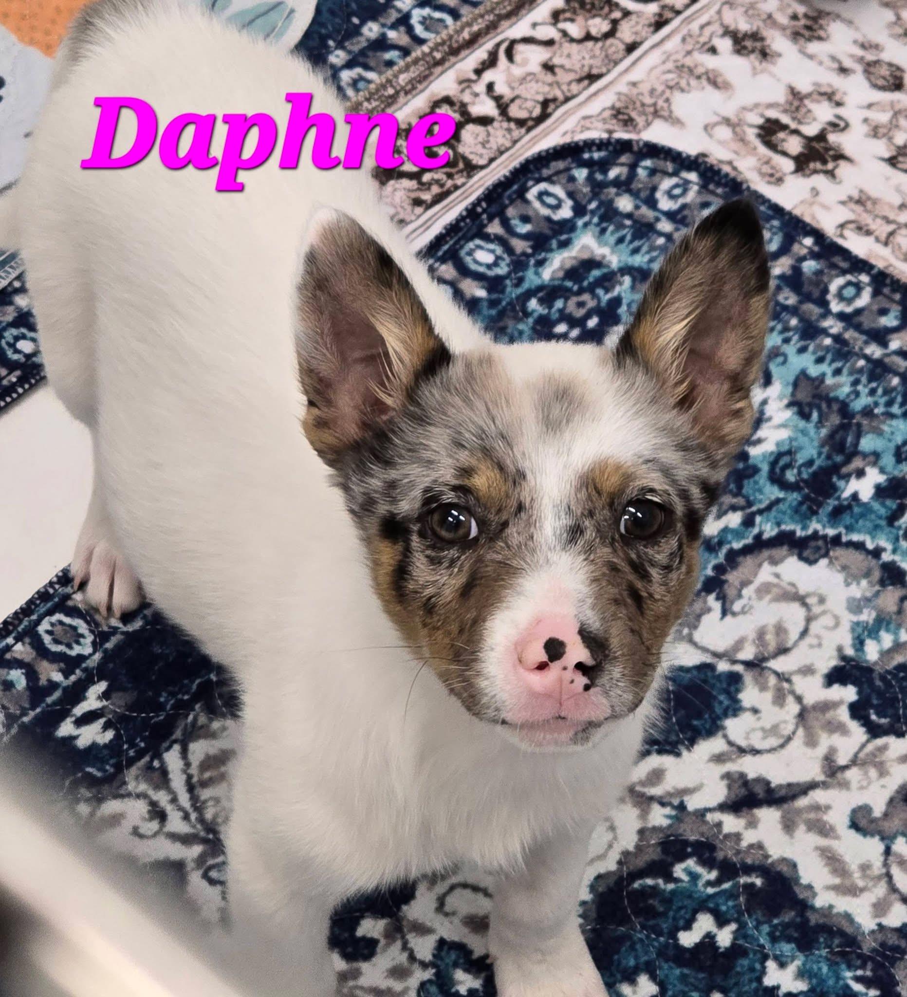 Daphne, adopted, Puppy Female Australian Cattle Dog / Blue Heeler.
