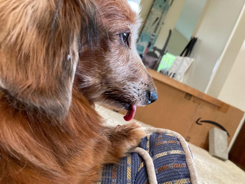 Scarlett, Adoptable, Senior Female Dachshund.