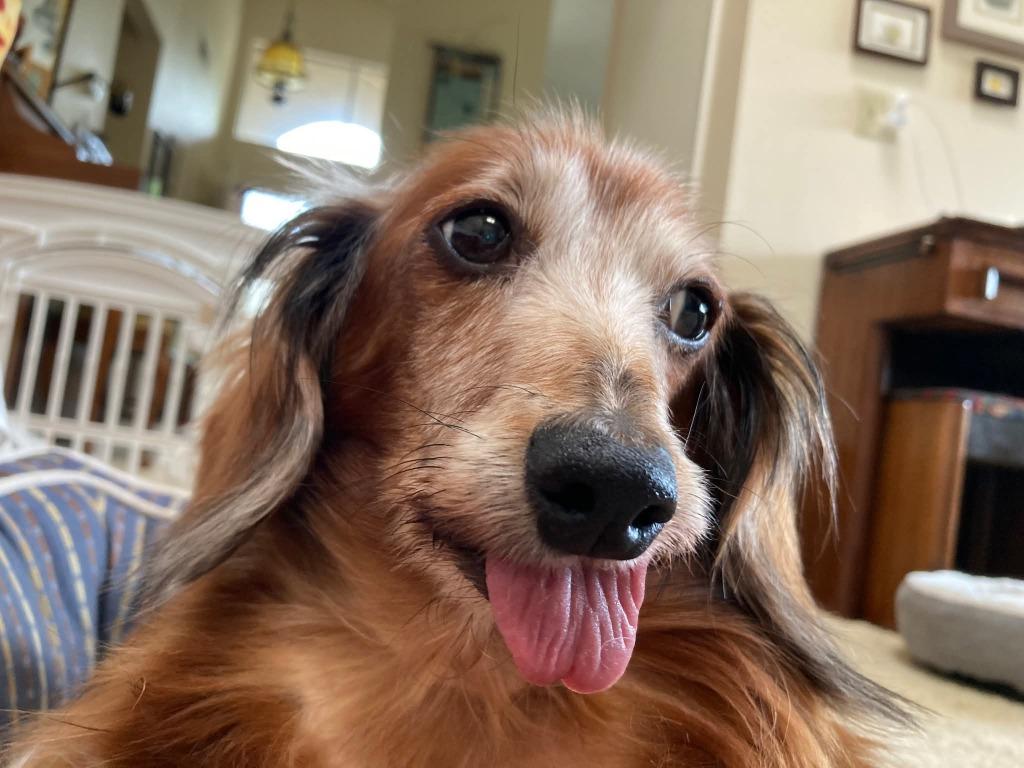 Enlarge Scarlett, a Adoptable Dachshund in El Cajon, CA image 2/5
