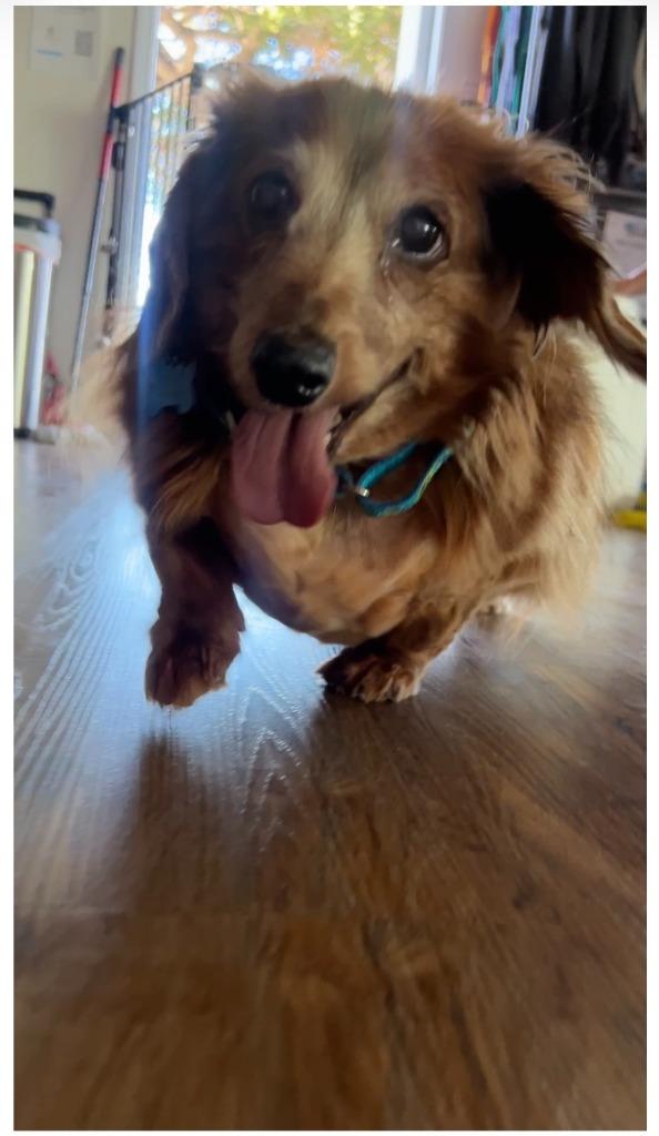 Enlarge Scarlett, a Adoptable Dachshund in El Cajon, CA image 3/5