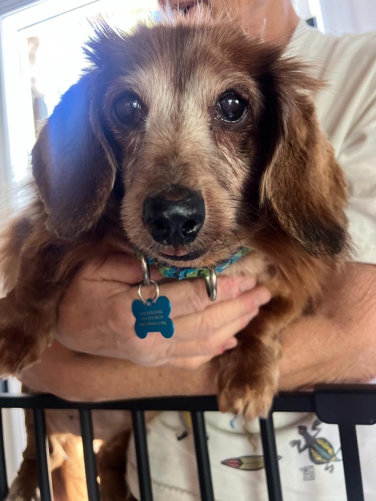 Enlarge Scarlett, a Adoptable Dachshund in El Cajon, CA image 4/5