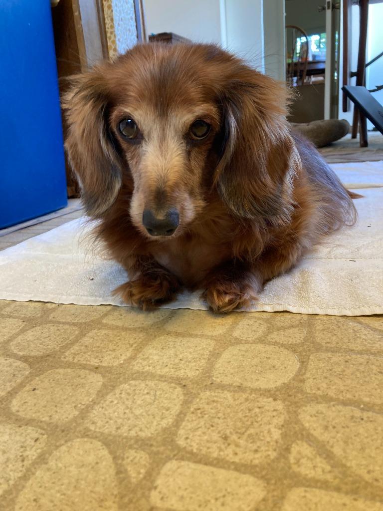 Enlarge Scarlett, a Adoptable Dachshund in El Cajon, CA image 5/5
