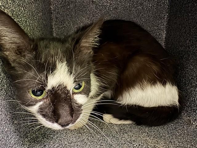 HOLSTEIN, Adoptable, Young Female Domestic Short Hair.