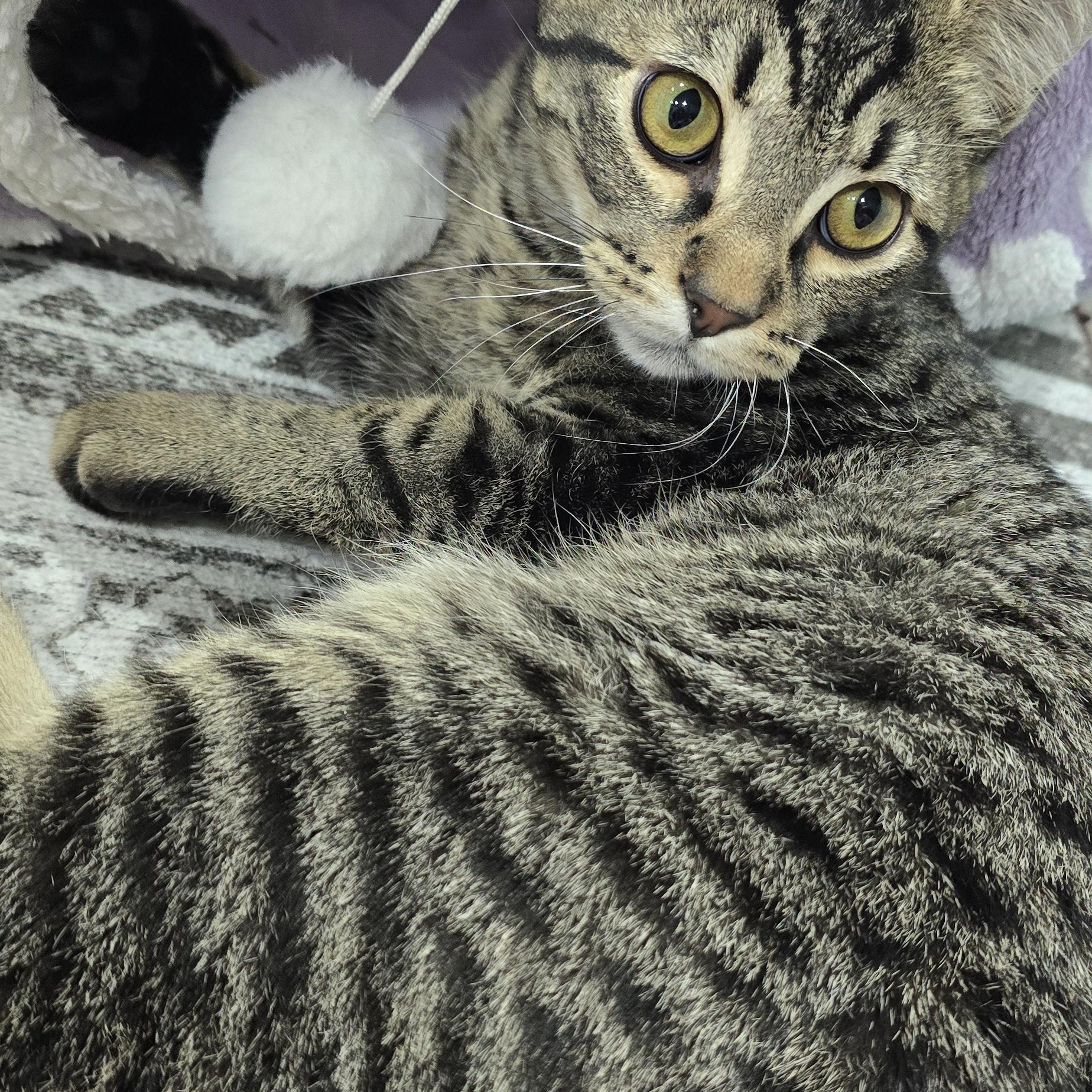 Enlarge Oakley, a ADOPTABLE Domestic Short Hair in Arlington, WA image 2/6