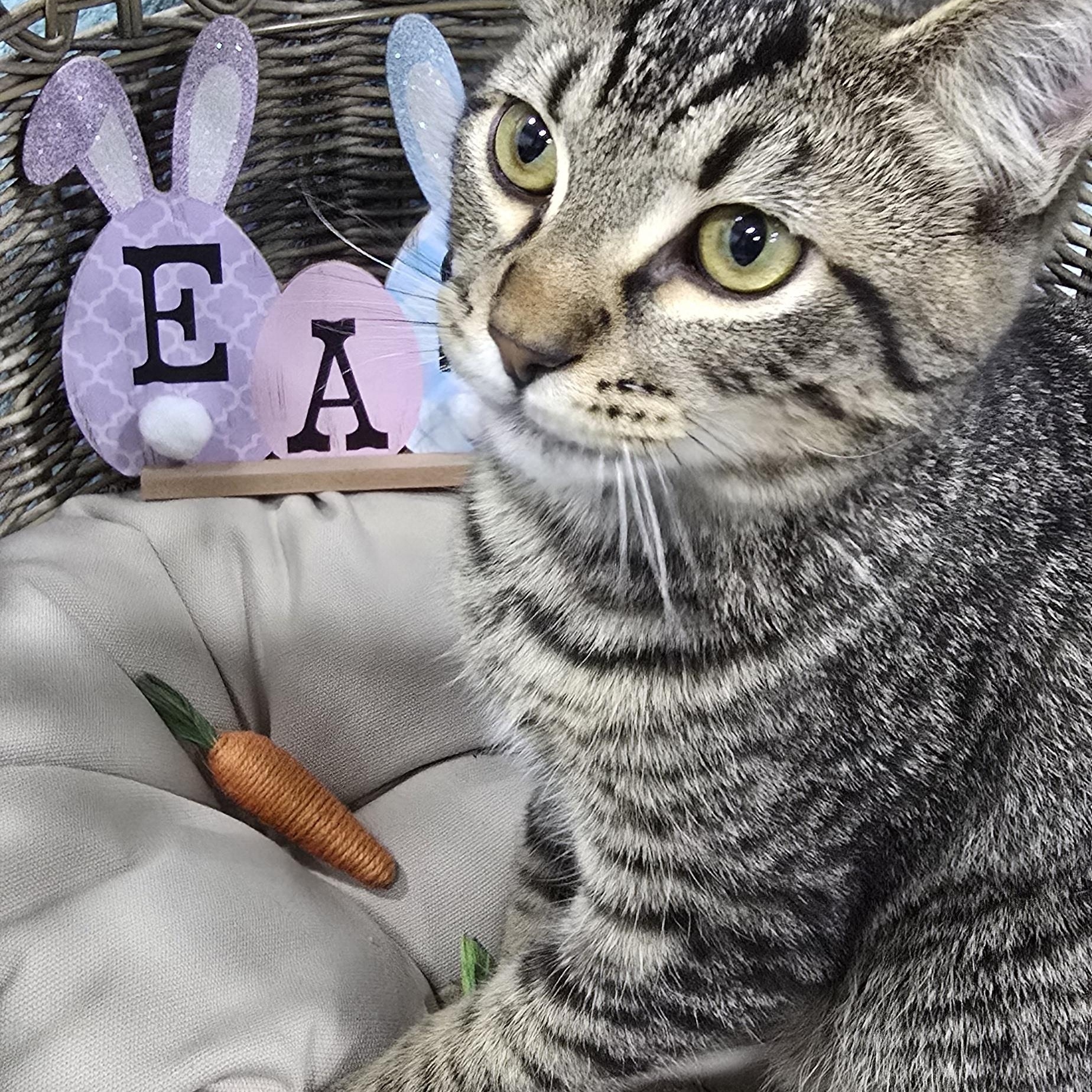 Enlarge Oakley, a ADOPTABLE Domestic Short Hair in Arlington, WA image 5/6