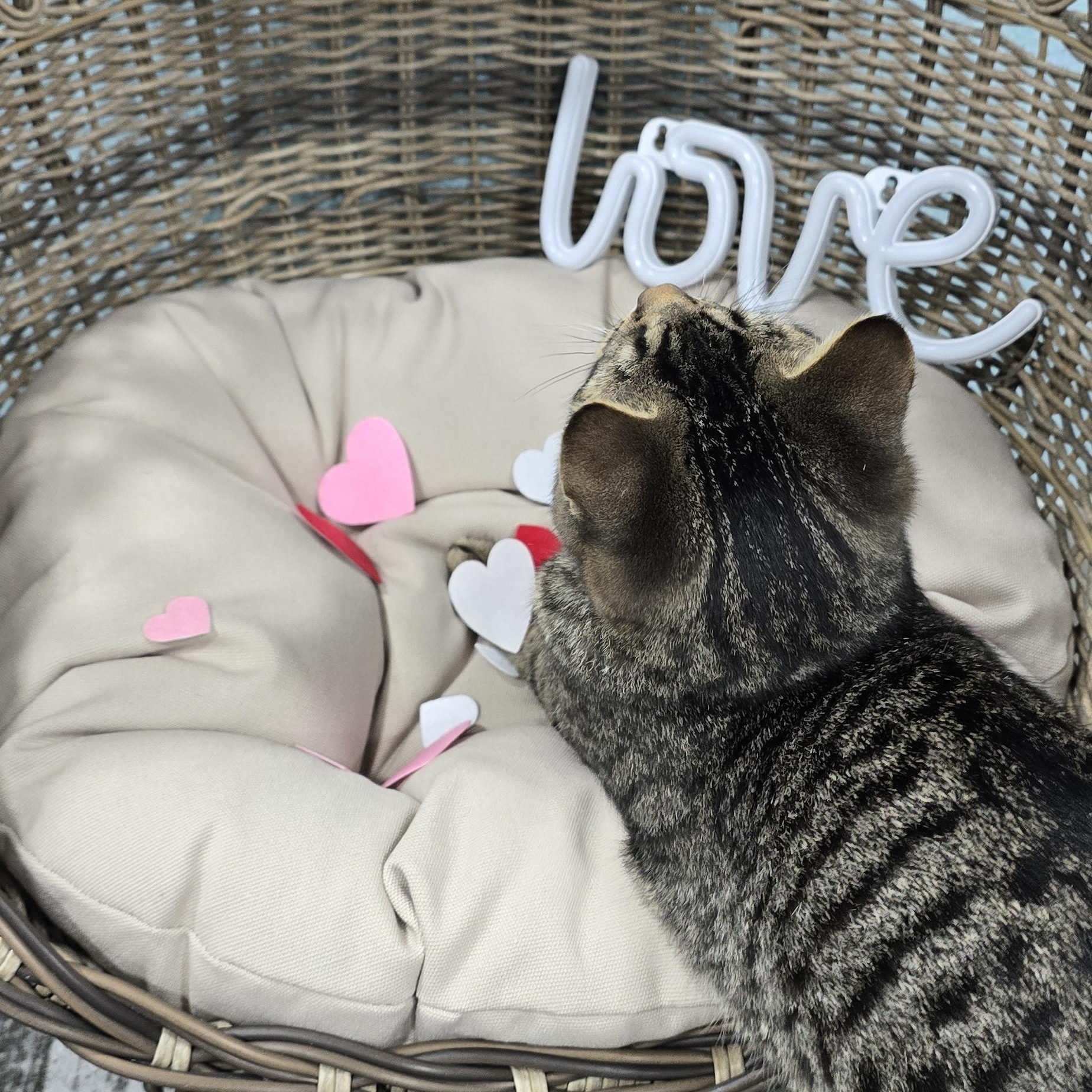 Enlarge Oakley, a ADOPTABLE Domestic Short Hair in Arlington, WA image 6/6