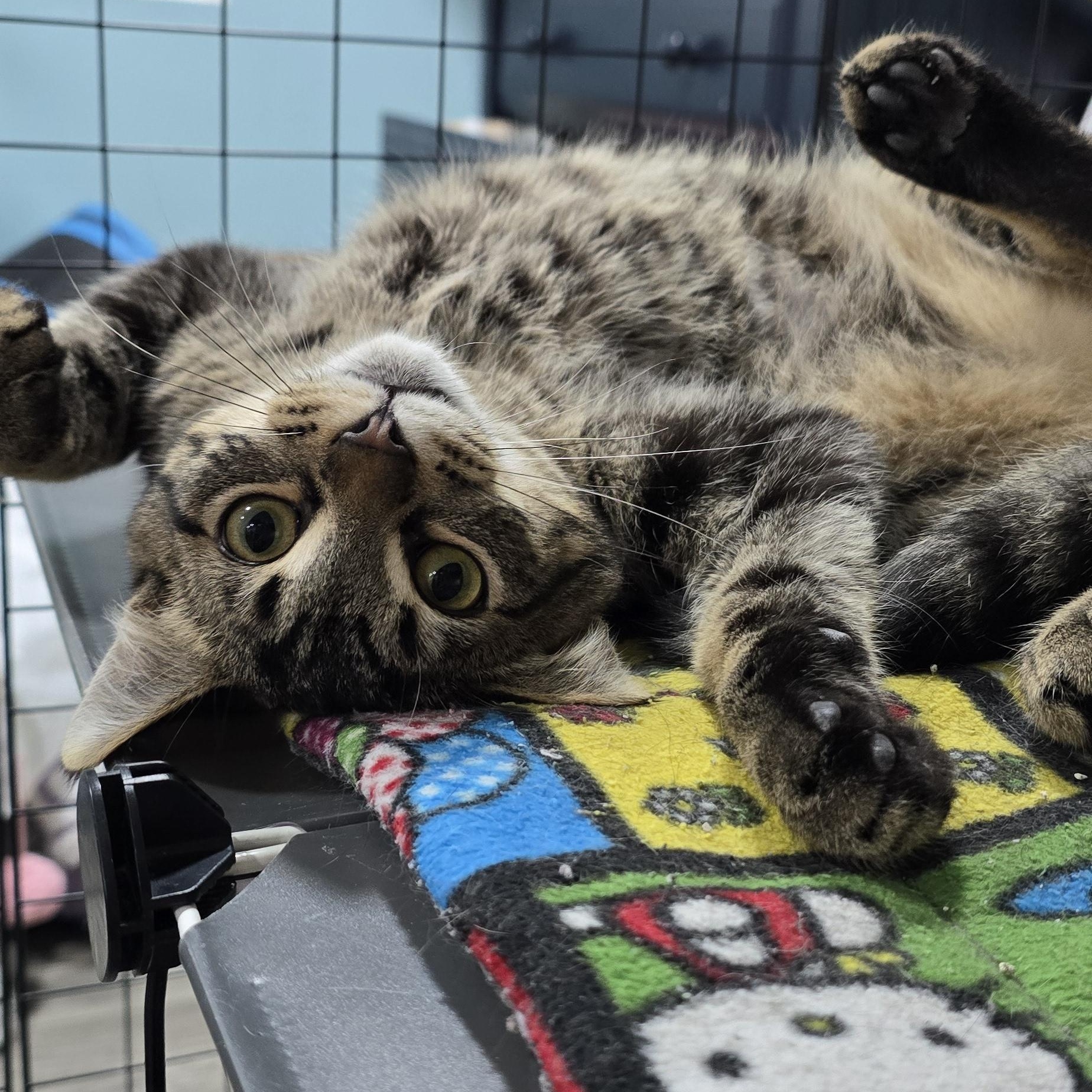 Oakley, ADOPTABLE, Young Male Domestic Short Hair.