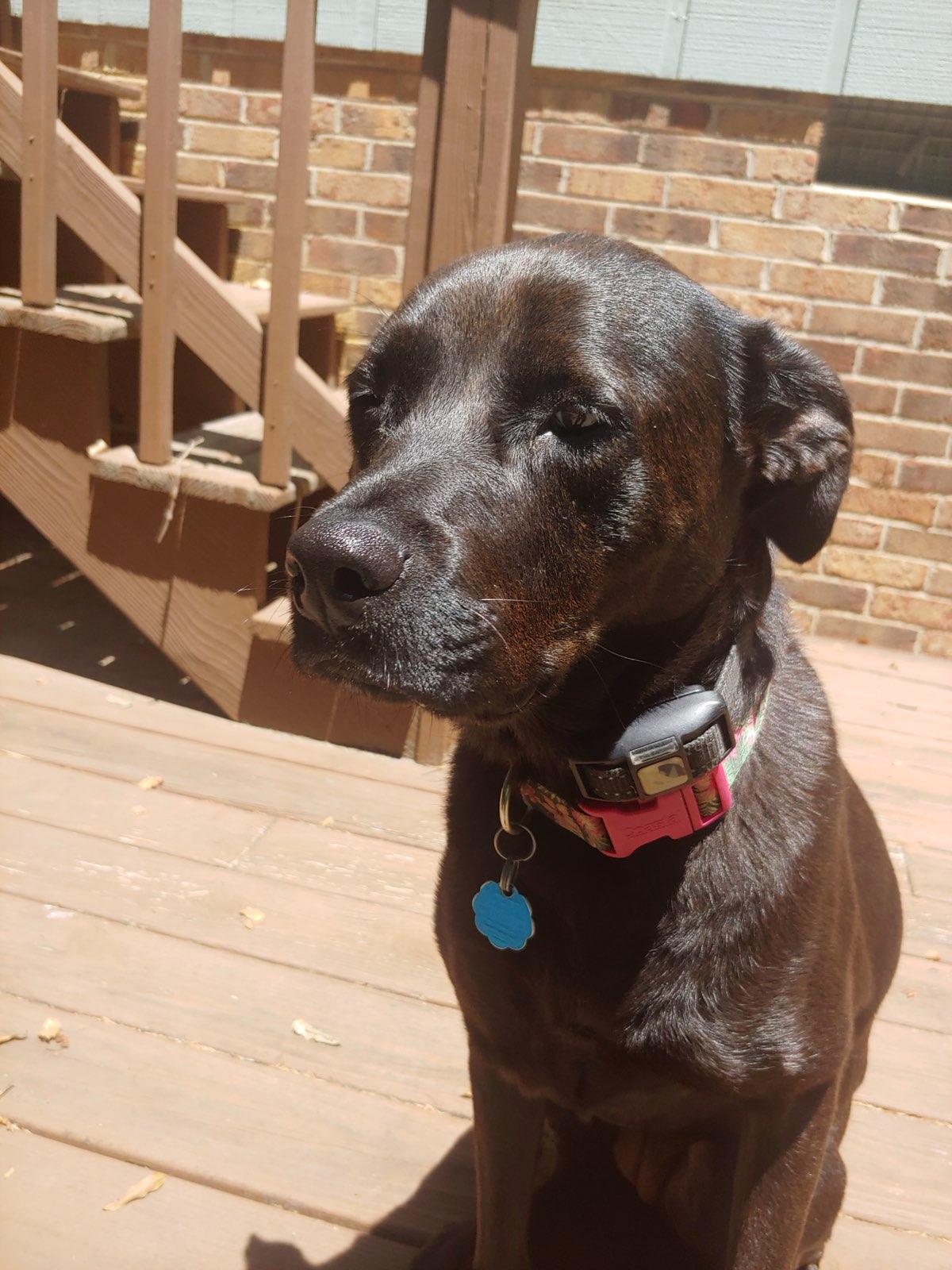 Coco, a ADOPTABLE mixed breed in Fuquay Varina, NC image 4/5