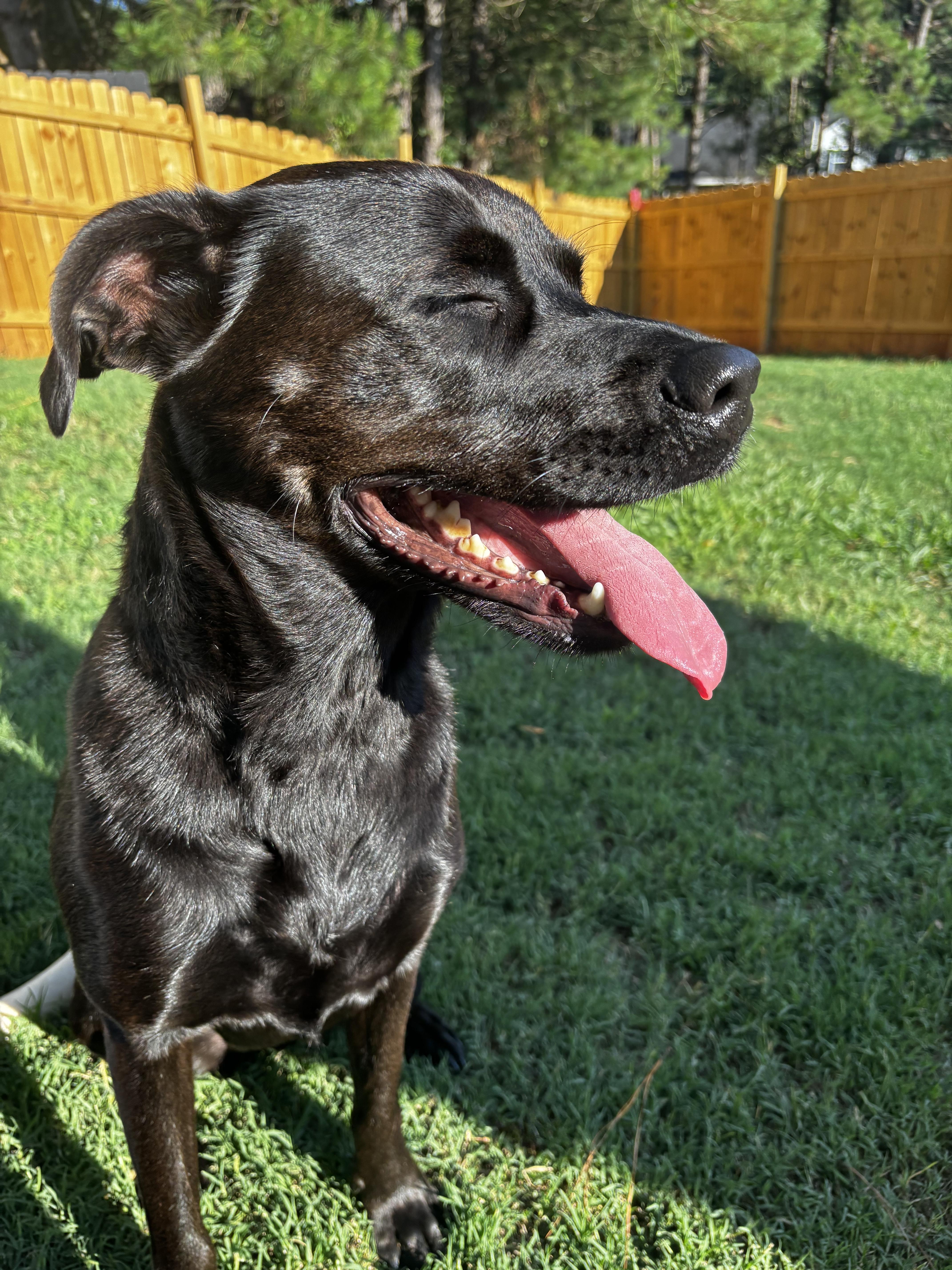Coco, a ADOPTABLE mixed breed in Fuquay Varina, NC image 3/5