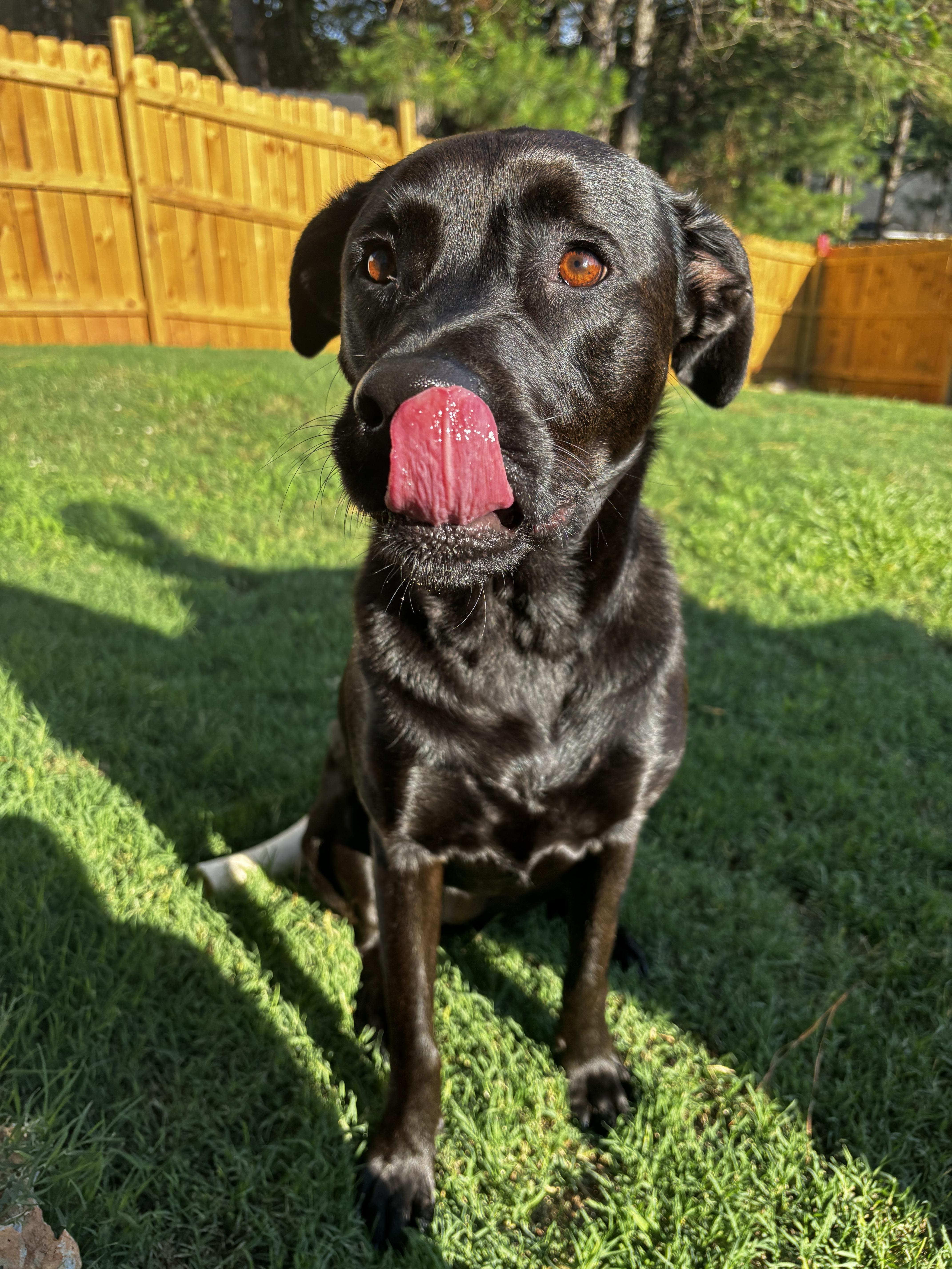 Coco, a ADOPTABLE mixed breed in Fuquay Varina, NC image 2/5