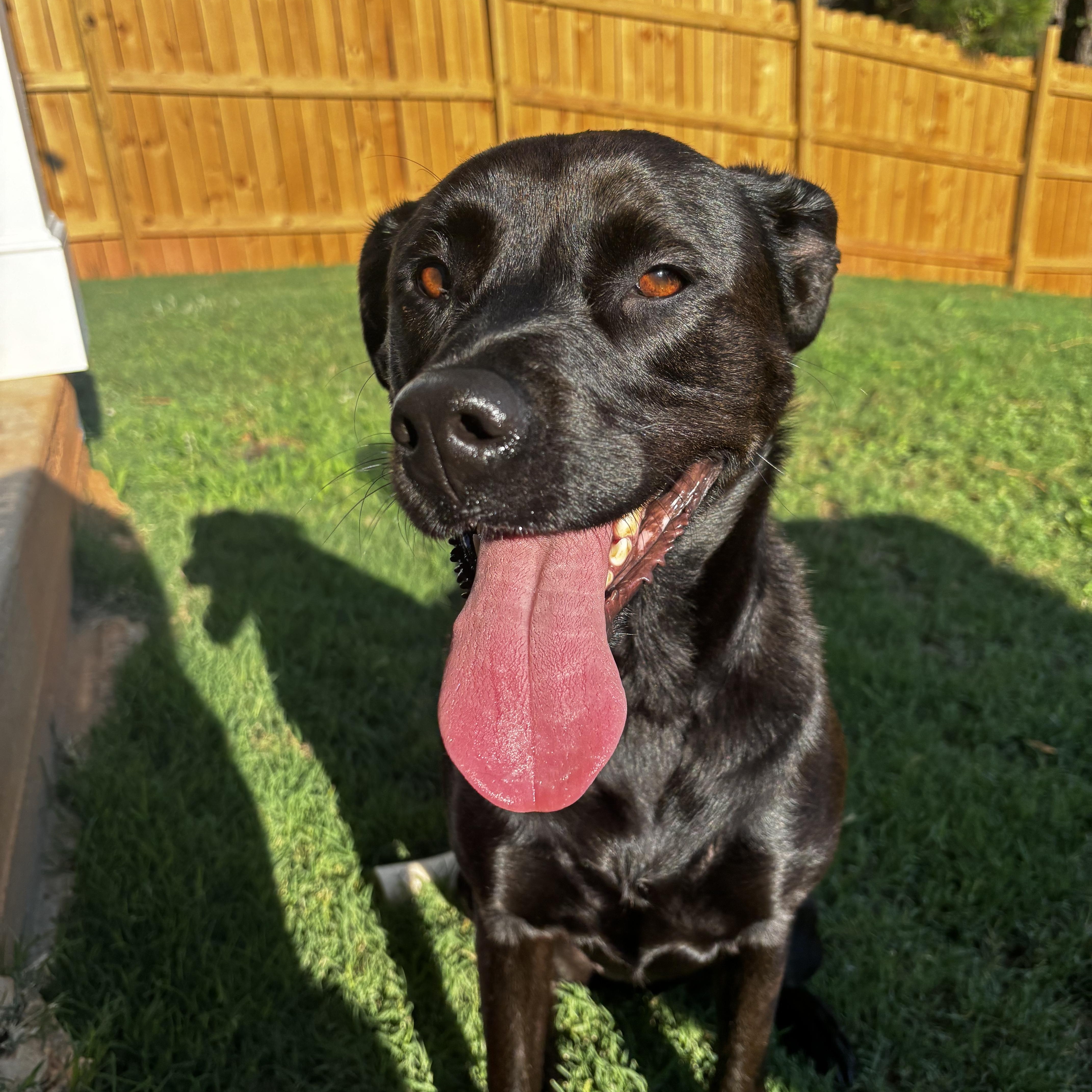 Coco, a ADOPTABLE mixed breed in Fuquay Varina, NC image 5/5