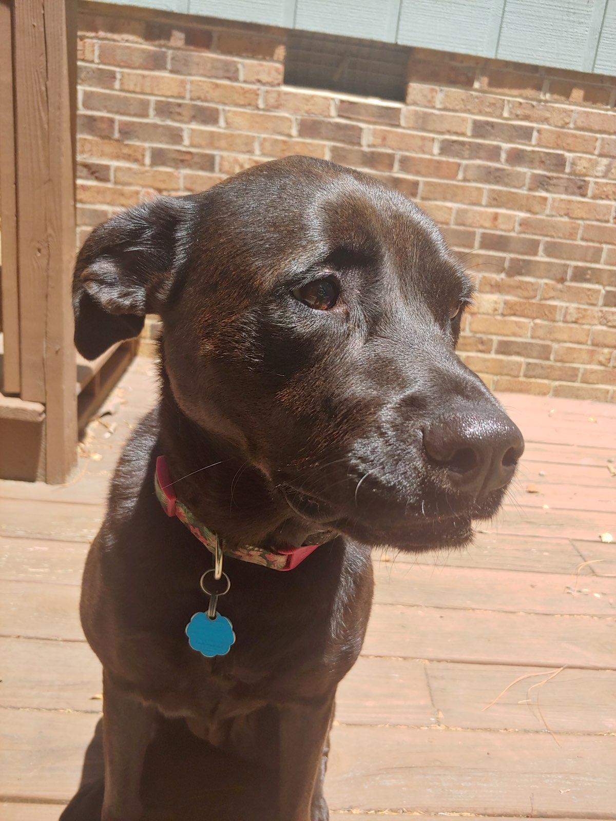 Coco, ADOPTABLE, Young Female Labrador Retriever.