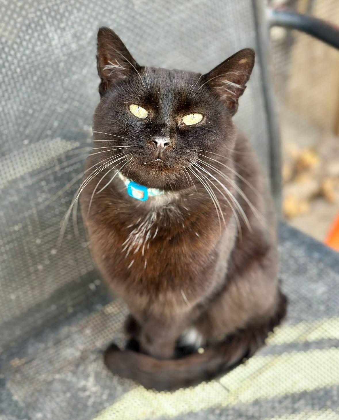 India, a ADOPTABLE Domestic Short Hair in Faribault, MN image 5/5