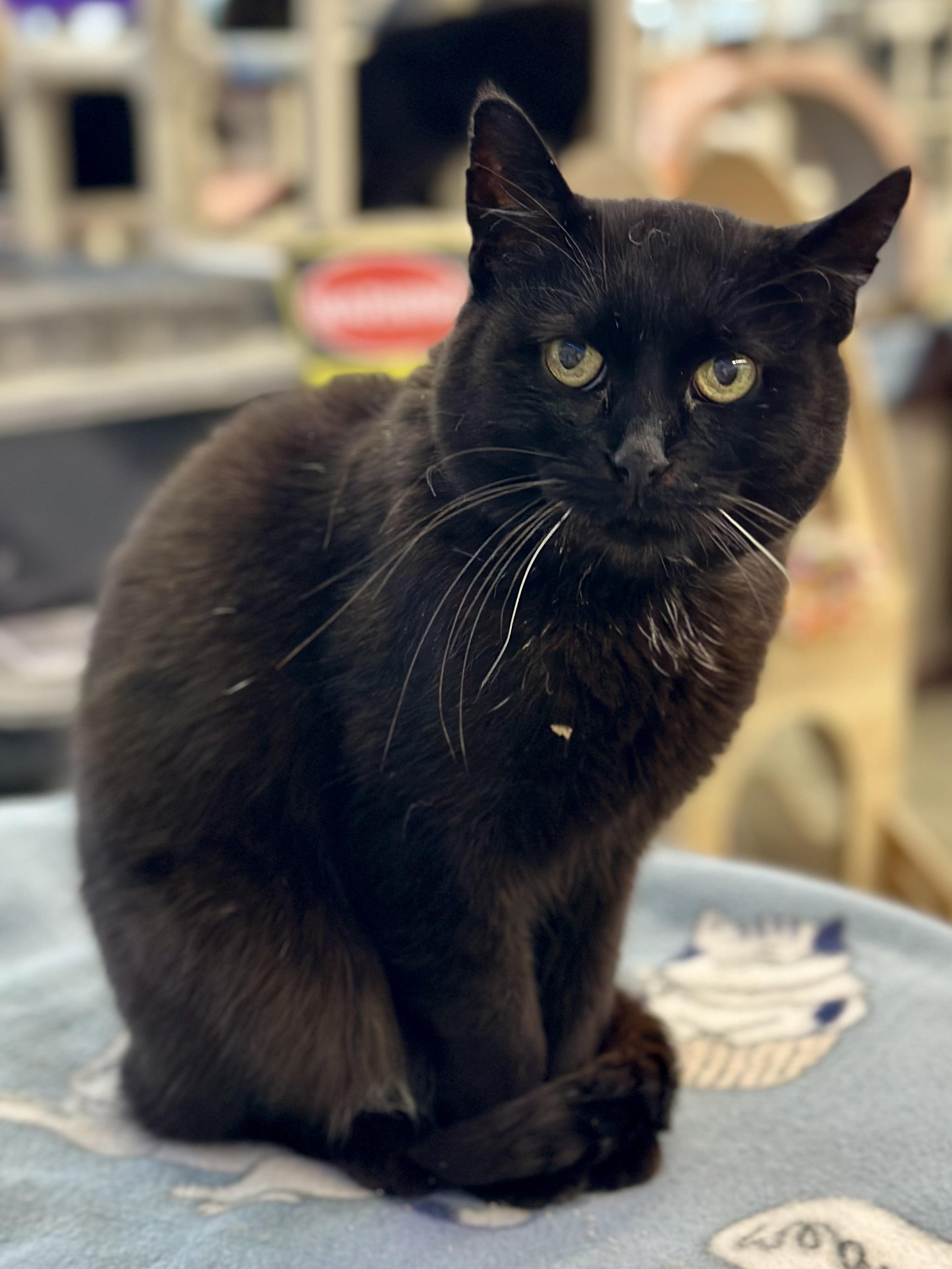 India, a ADOPTABLE Domestic Short Hair in Faribault, MN image 3/5