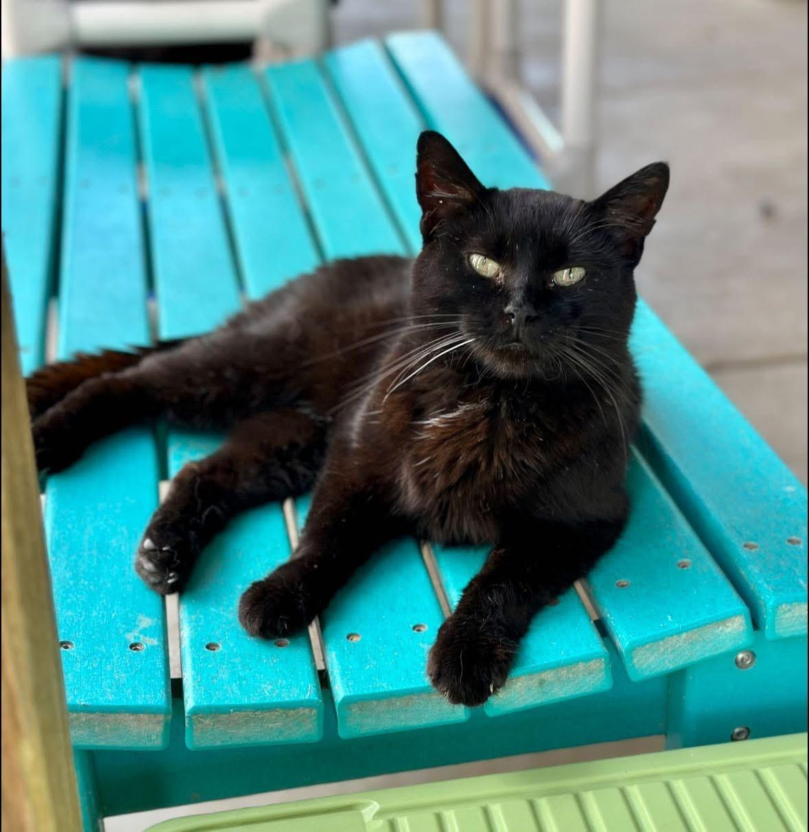 India, ADOPTABLE, Adult Female Domestic Short Hair.