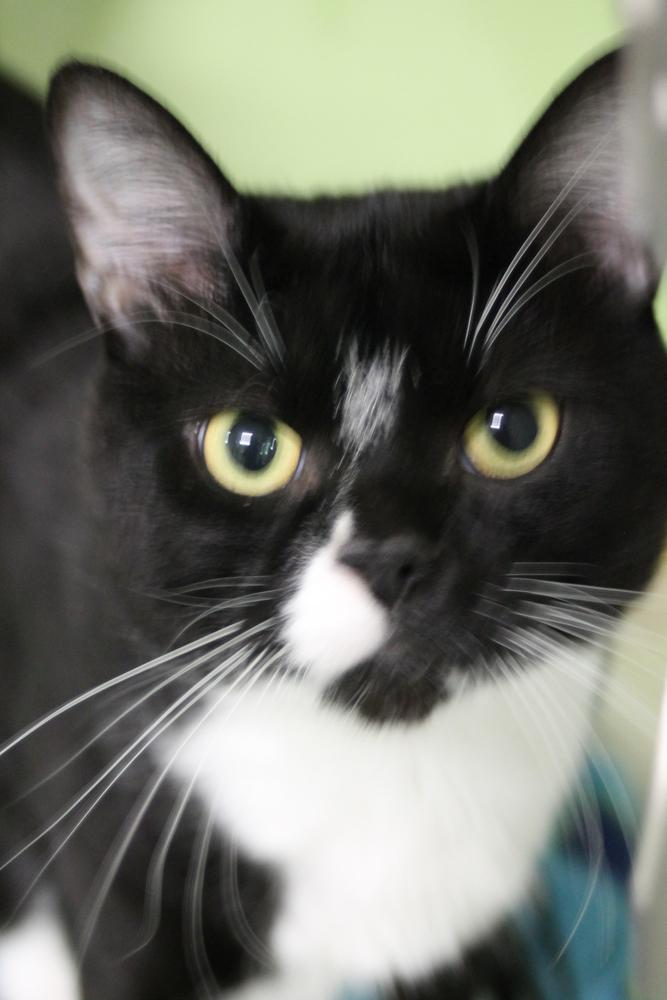 Tabasco, Adoptable, Adult Male Domestic Short Hair.