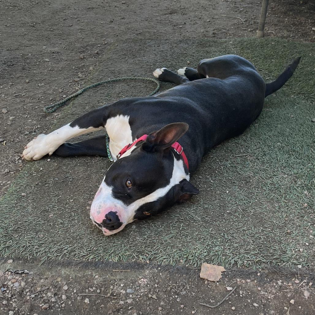 Bingo, a Adoptable mixed breed in Wadena, MN image 1/5