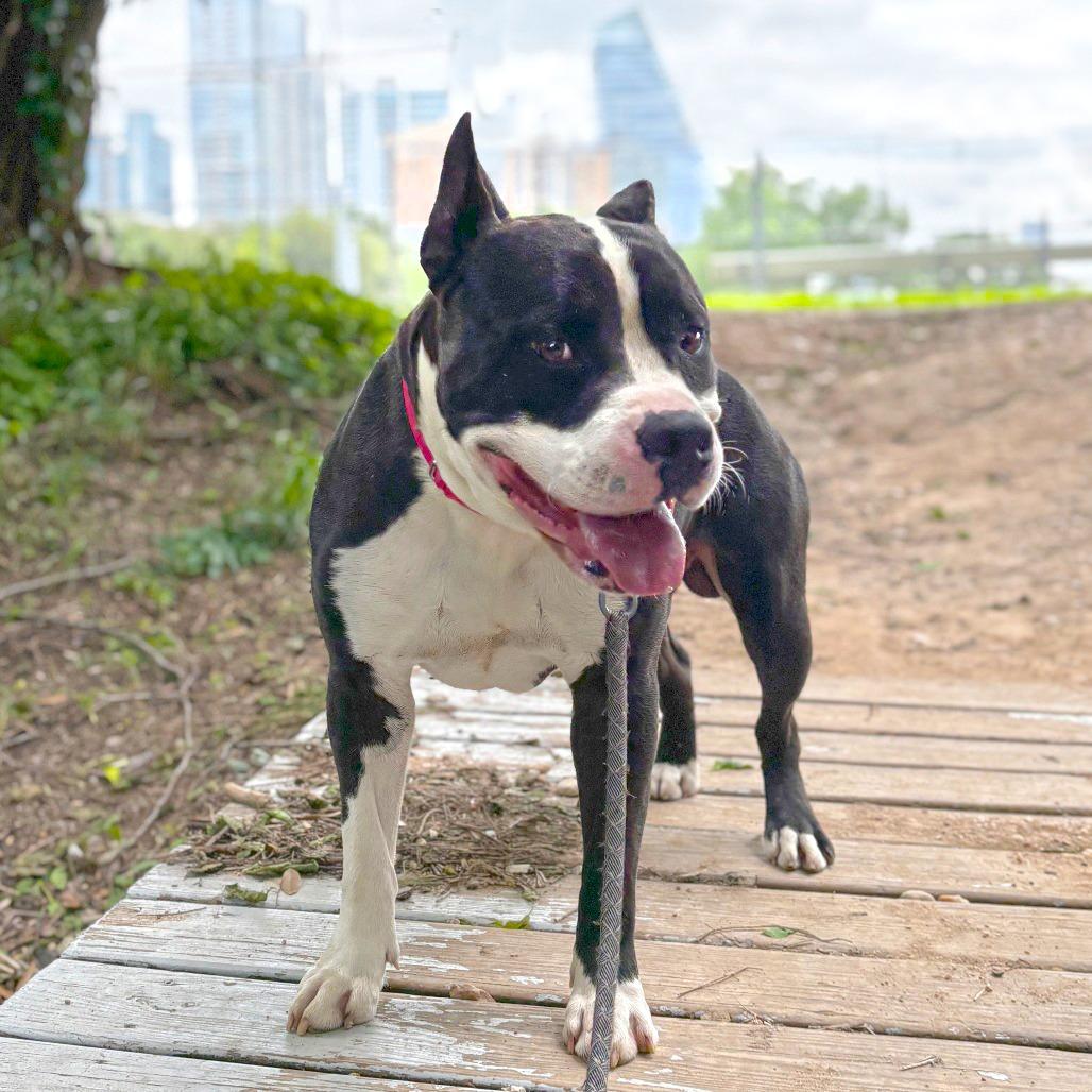 Bingo, a Adoptable mixed breed in Wadena, MN image 2/5