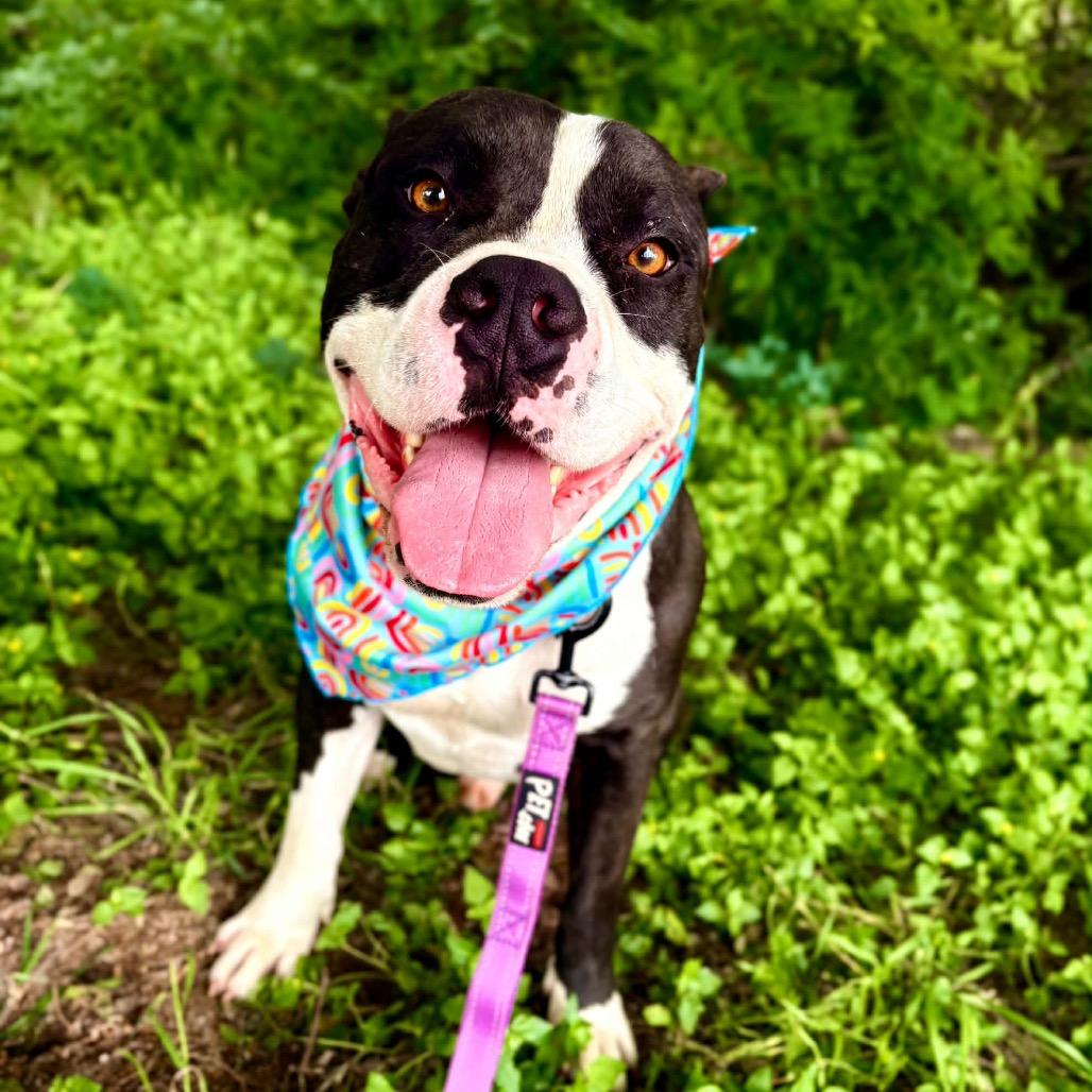 Bingo, a Adoptable mixed breed in Wadena, MN image 3/5