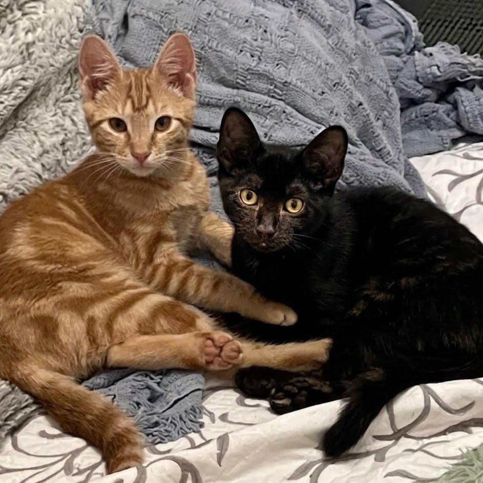 Figgy & Apple, an adoptable Domestic Short Hair in Astoria, NY image 2/6