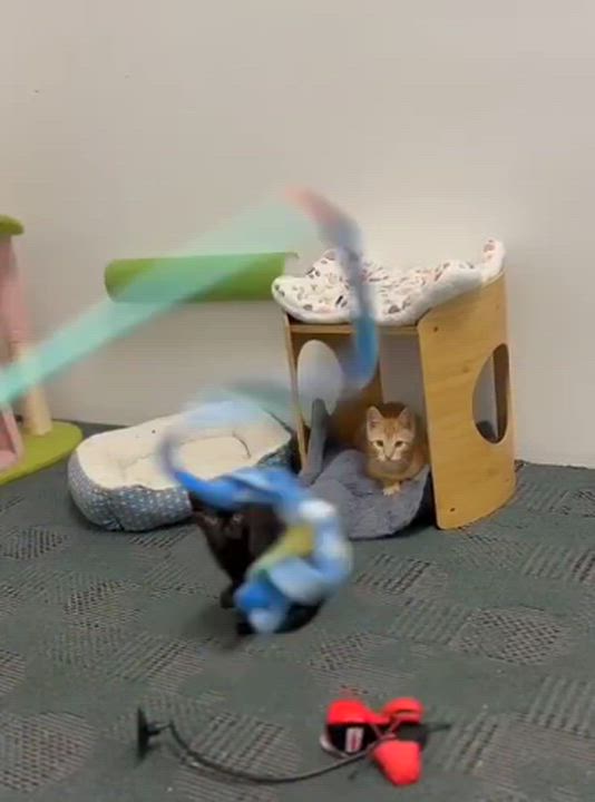 Enlarge Figgy & Apple, an adoptable Domestic Short Hair in Astoria, NY video 6/6
