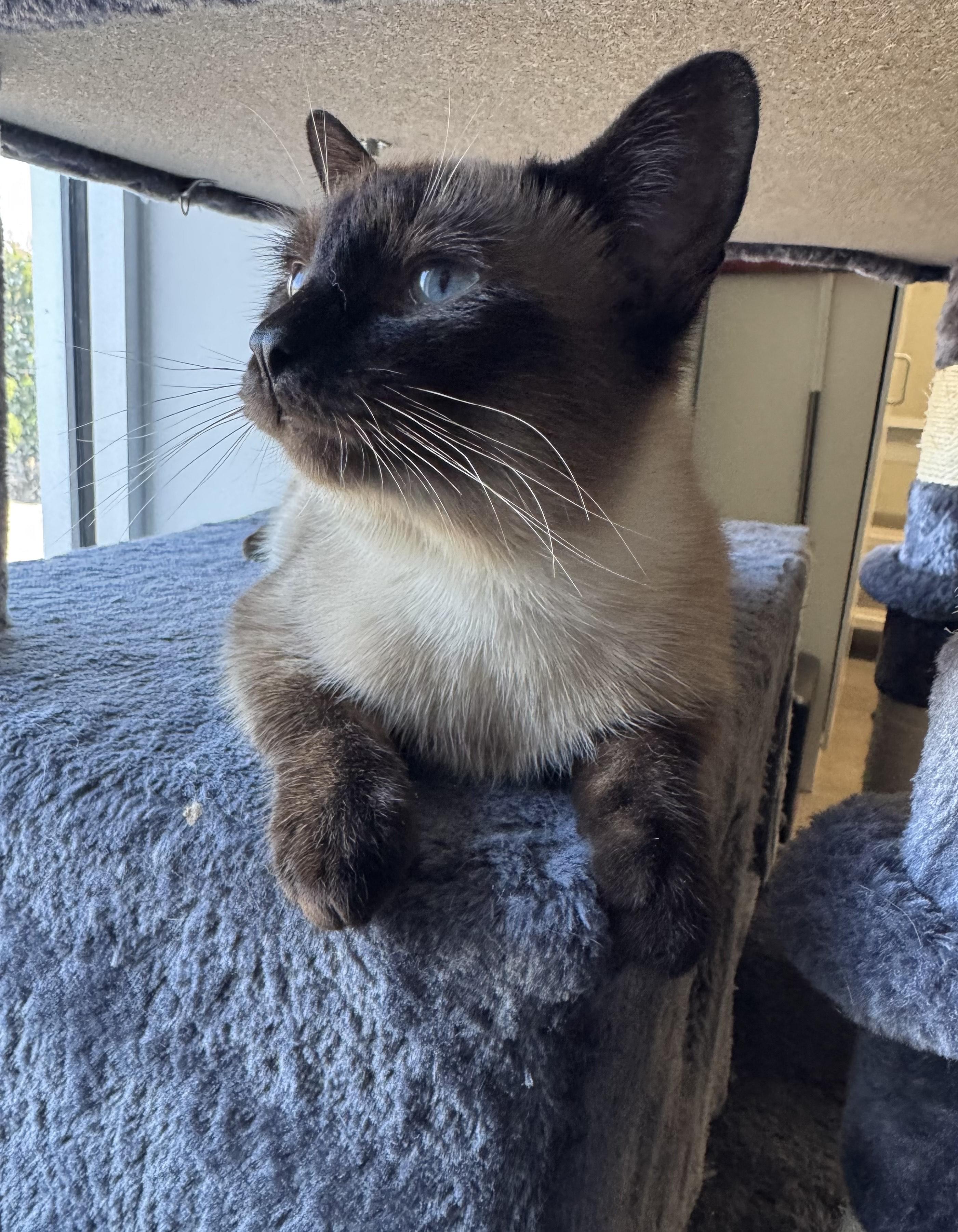 Super (aka "The Supervisor") Seal Point Siamese, adopted, Young Male Siamese.