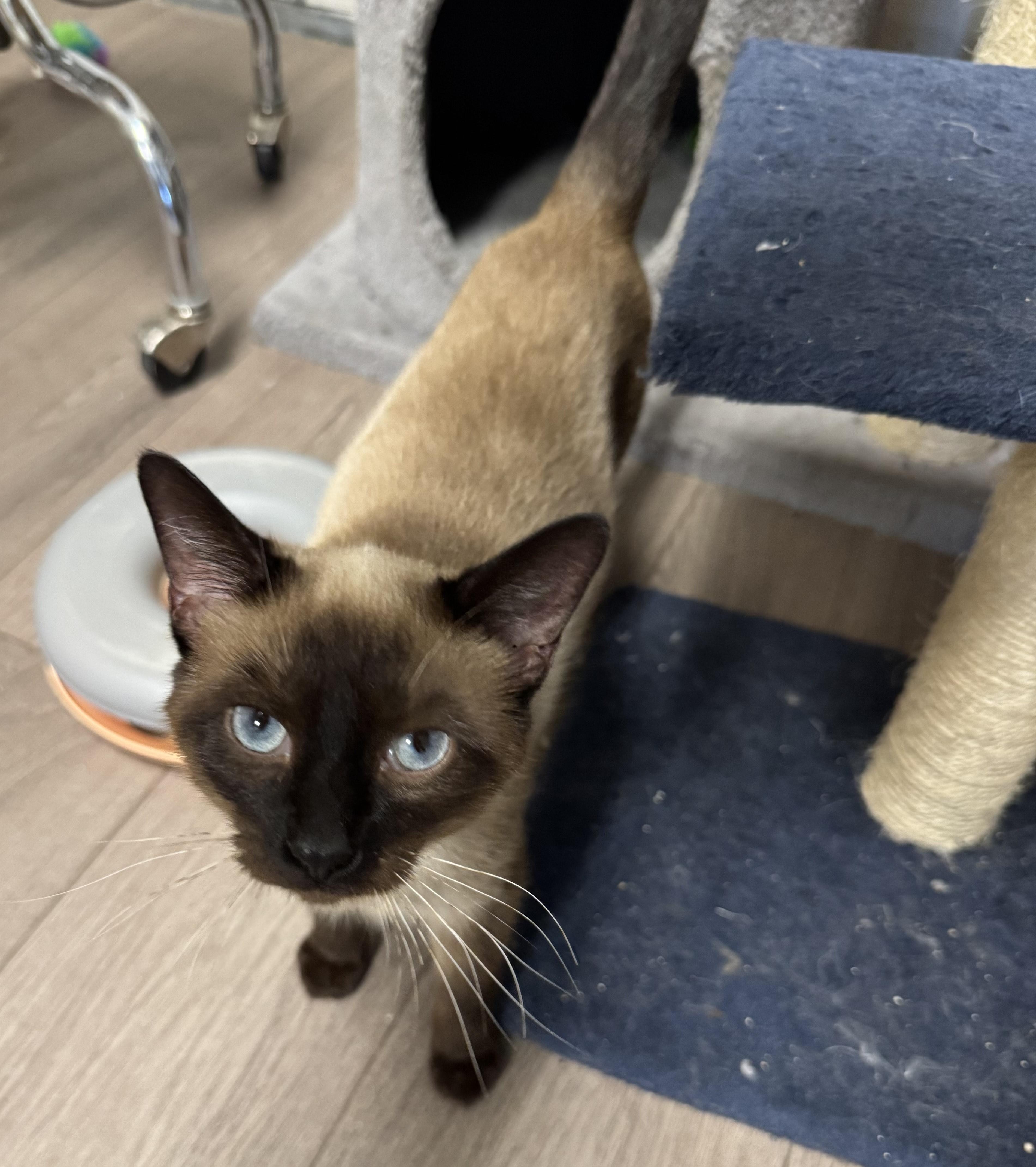 Enlarge Super (aka "The Supervisor") Seal Point Siamese, an adopted Siamese in Mt Airy, NC image 2/5