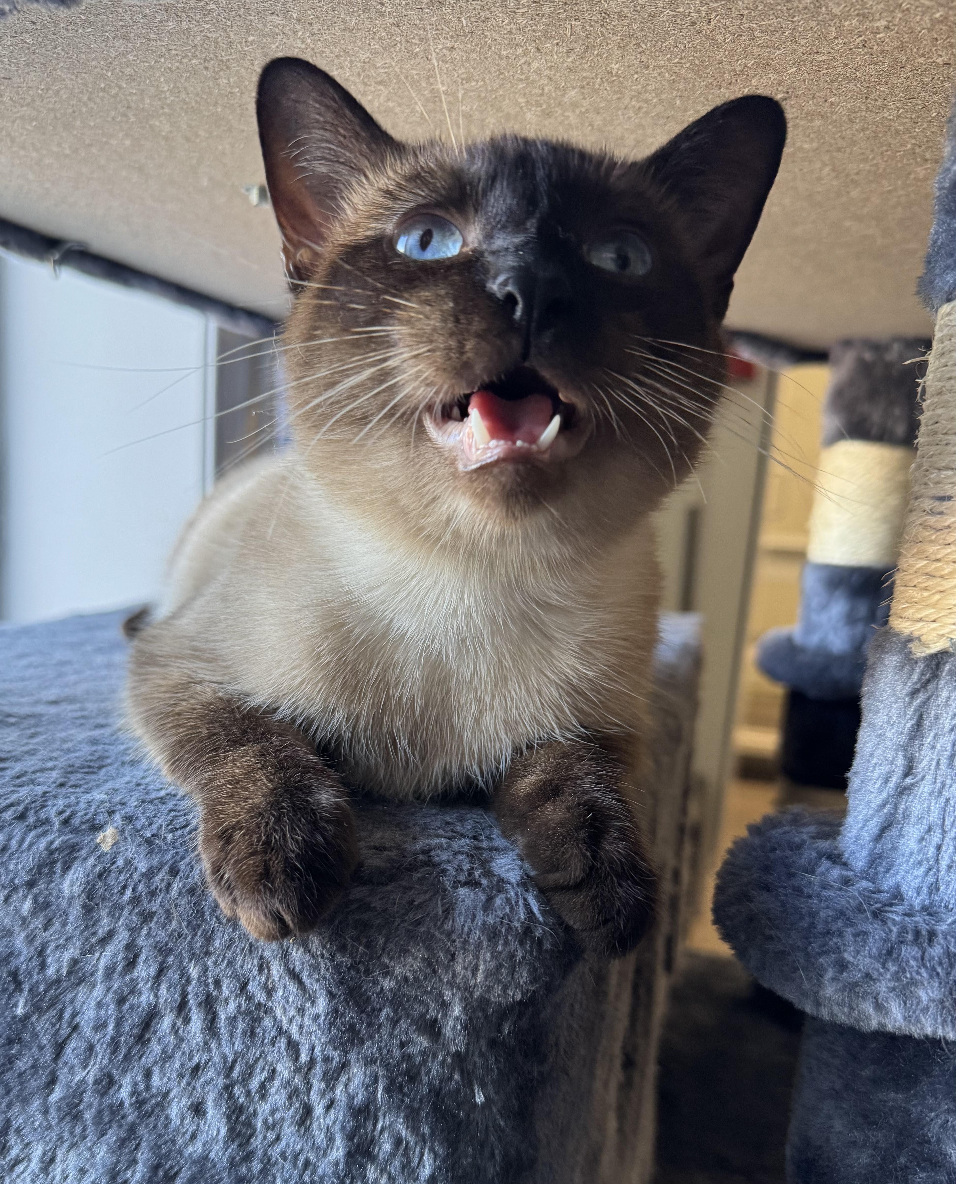 Enlarge Super (aka "The Supervisor") Seal Point Siamese, an adopted Siamese in Mt Airy, NC image 5/5
