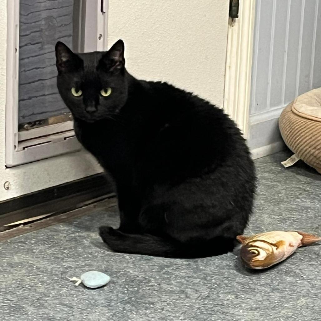 Wild Child, Adoptable, Adult Female Domestic Short Hair.