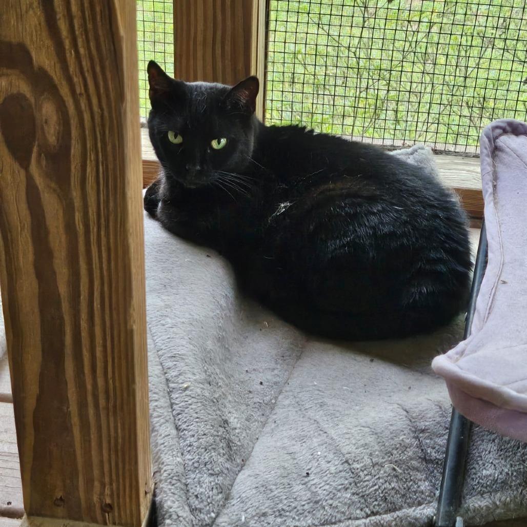 Wild Child, a Adoptable Domestic Short Hair in North Augusta, SC image 2/3
