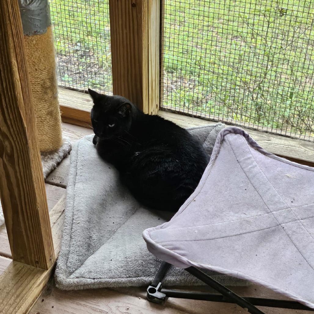 Wild Child, a Adoptable Domestic Short Hair in North Augusta, SC image 3/3