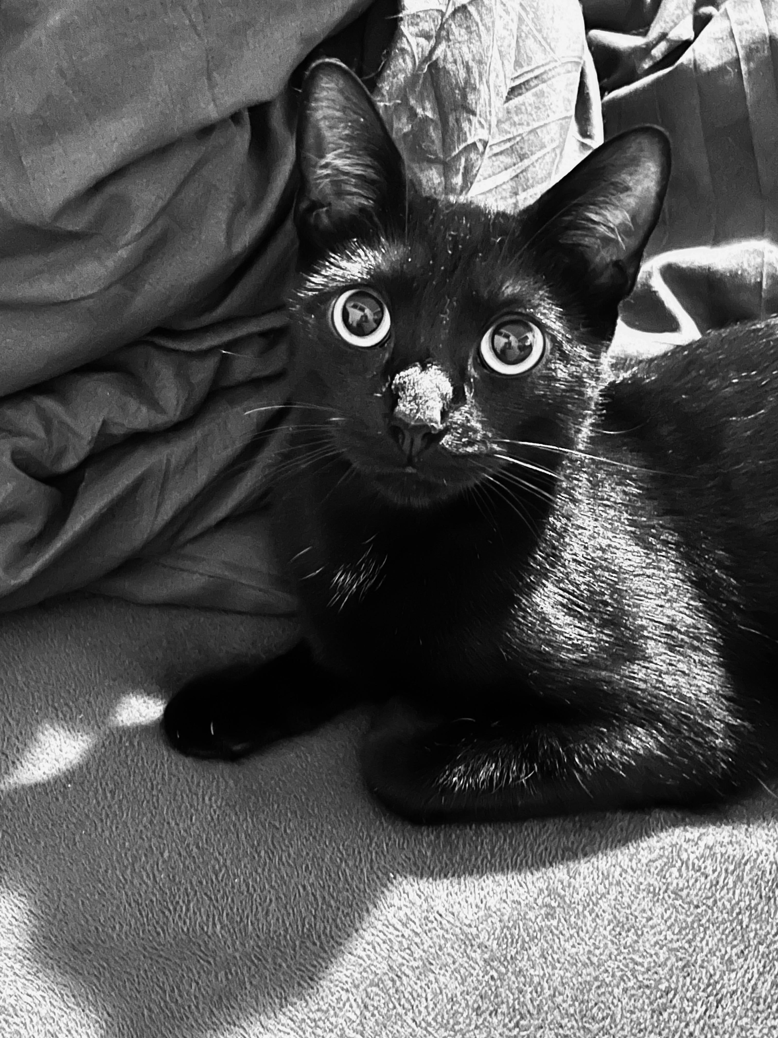 Enlarge Saturn, a Adopted Domestic Short Hair in Monroeville, PA image 1/1